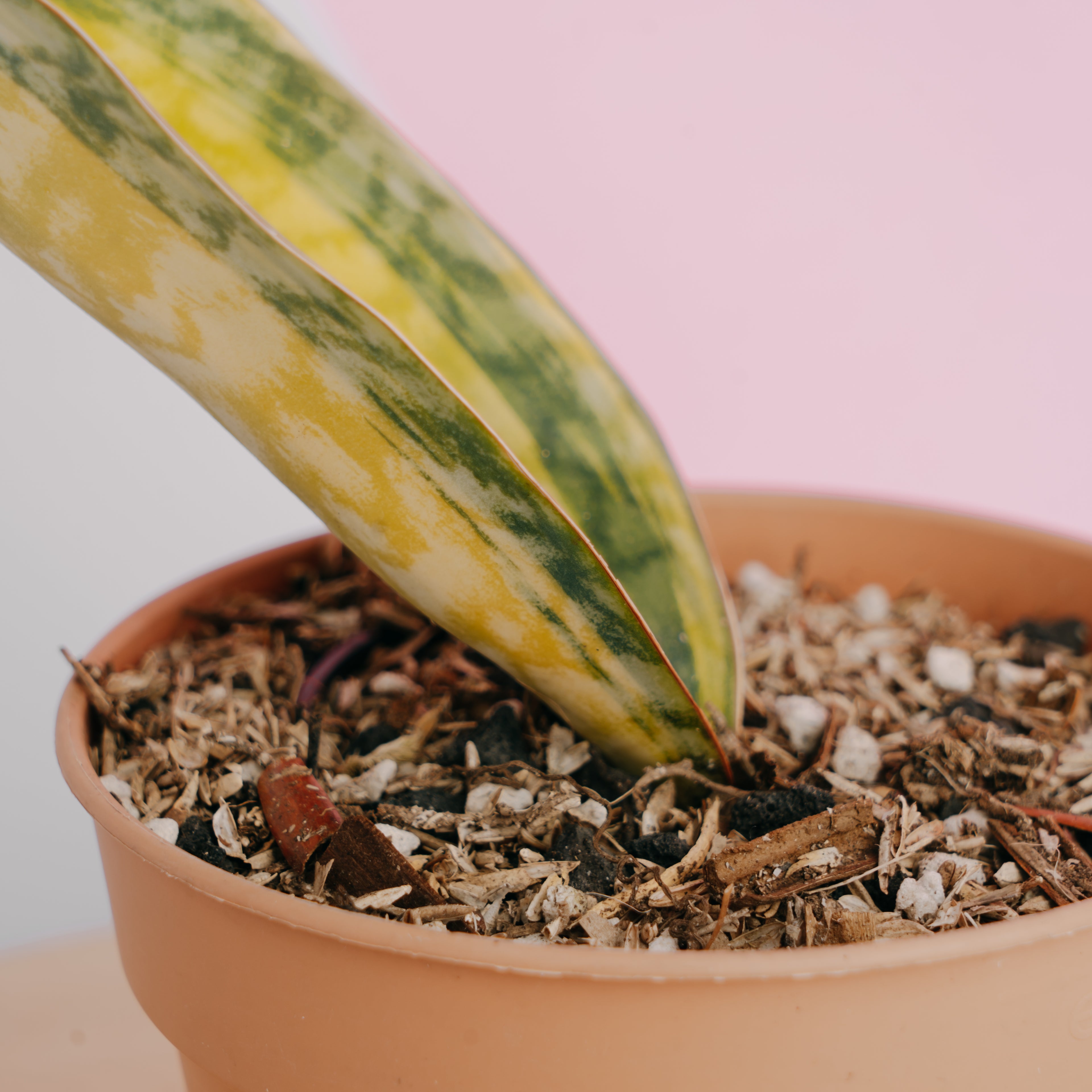 Sansevieria Masoniana Yellow Variegated - Greenspaces