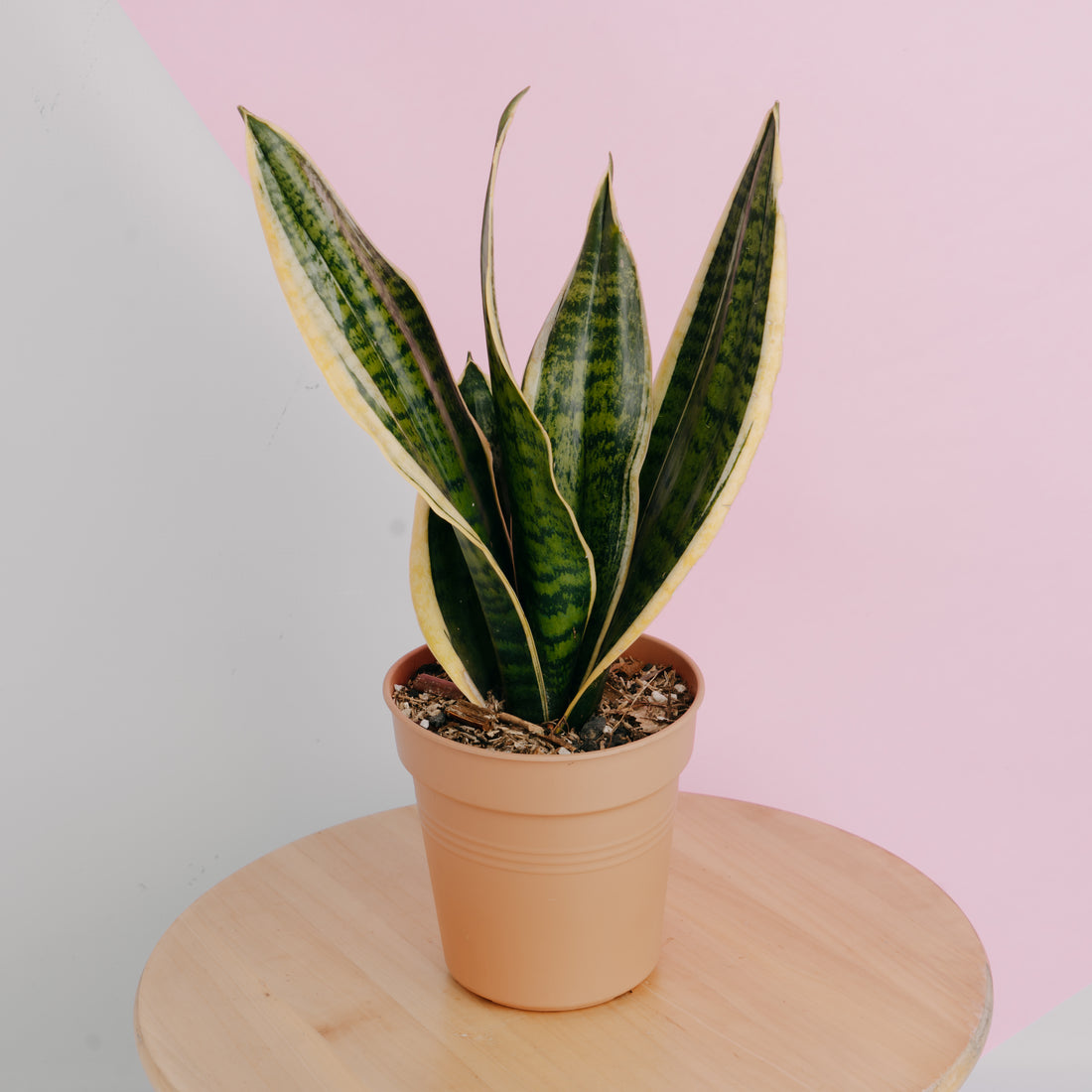 Sansevieria  superba - Greenspaces