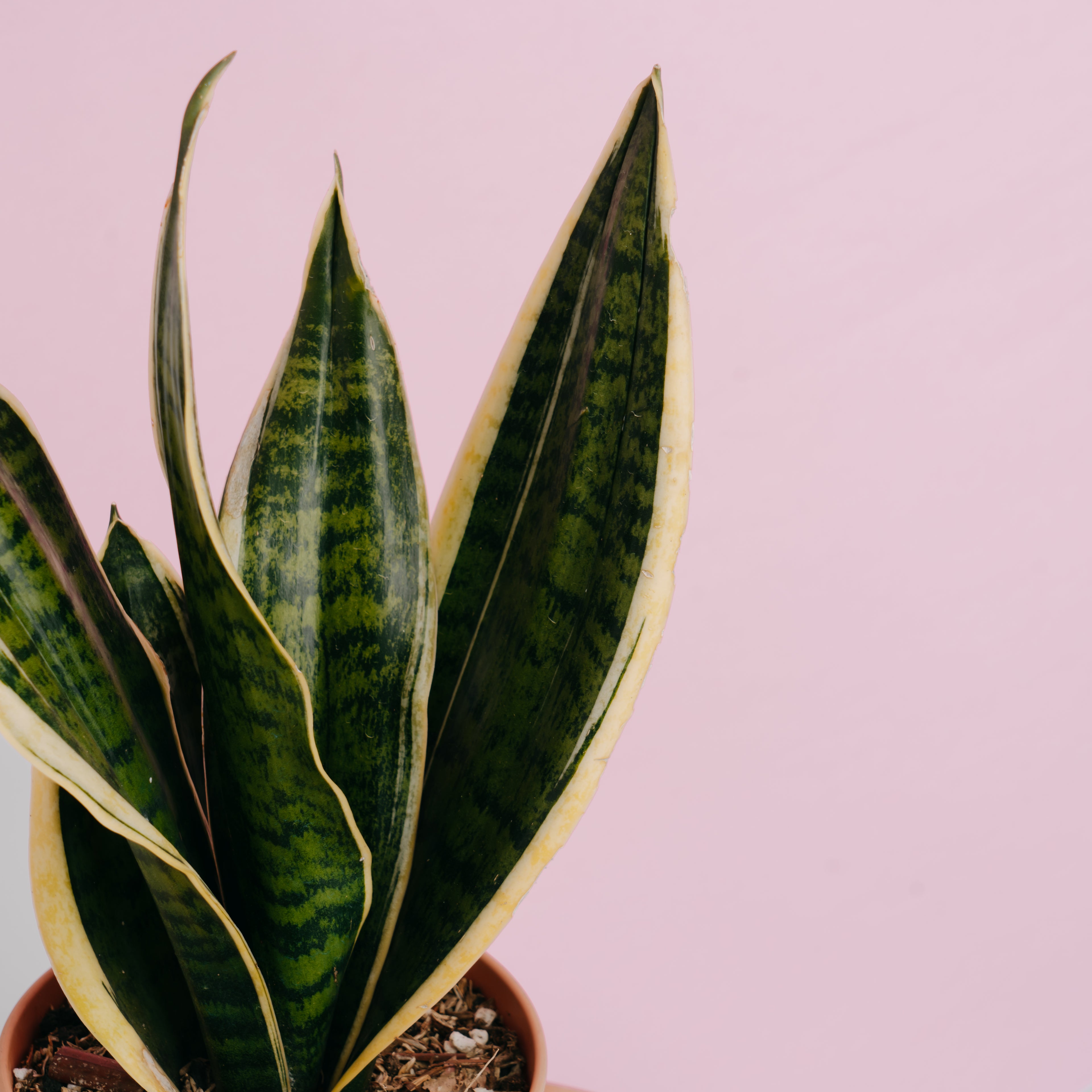 Sansevieria  superba - Greenspaces