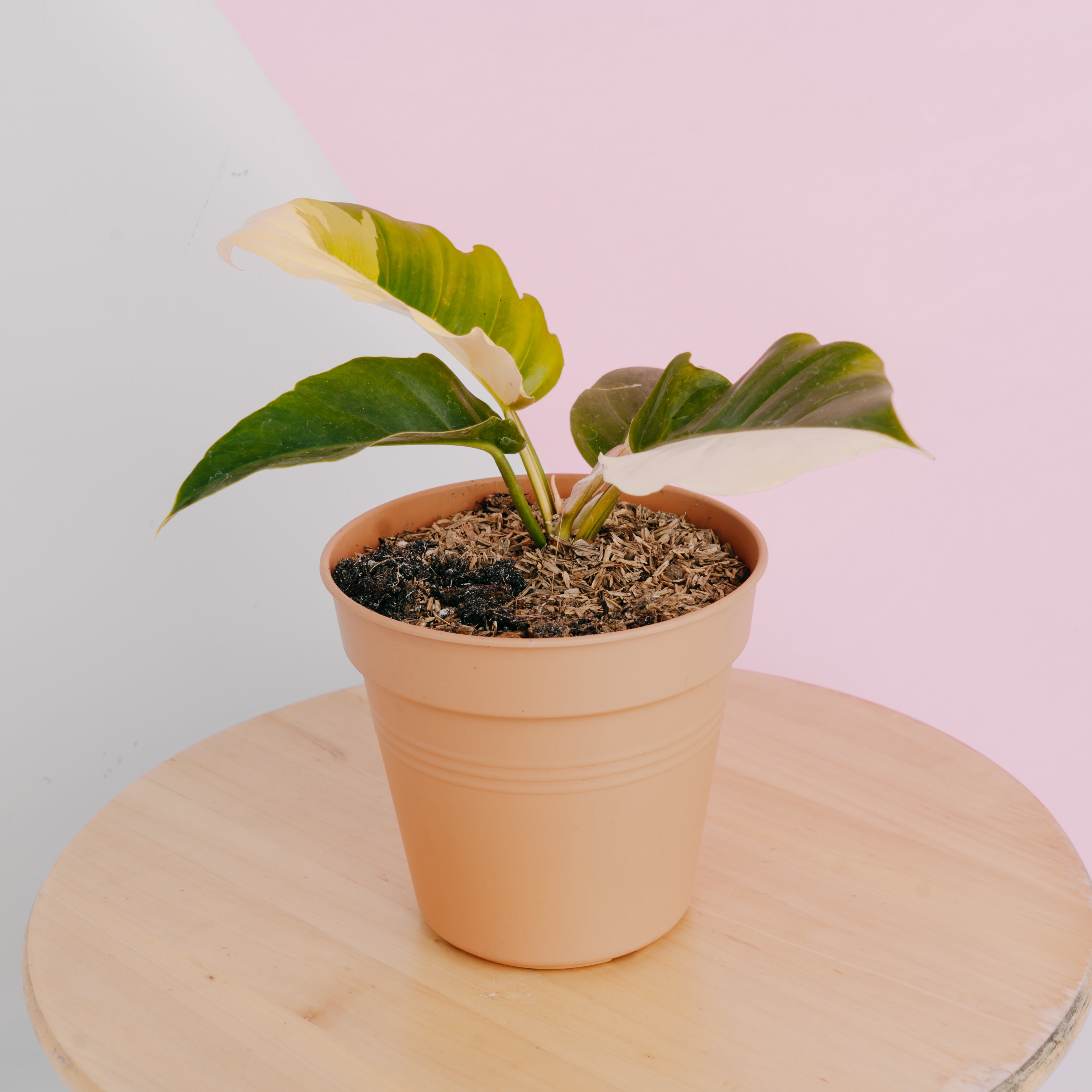 Philodendron green saw variegated - Greenspaces