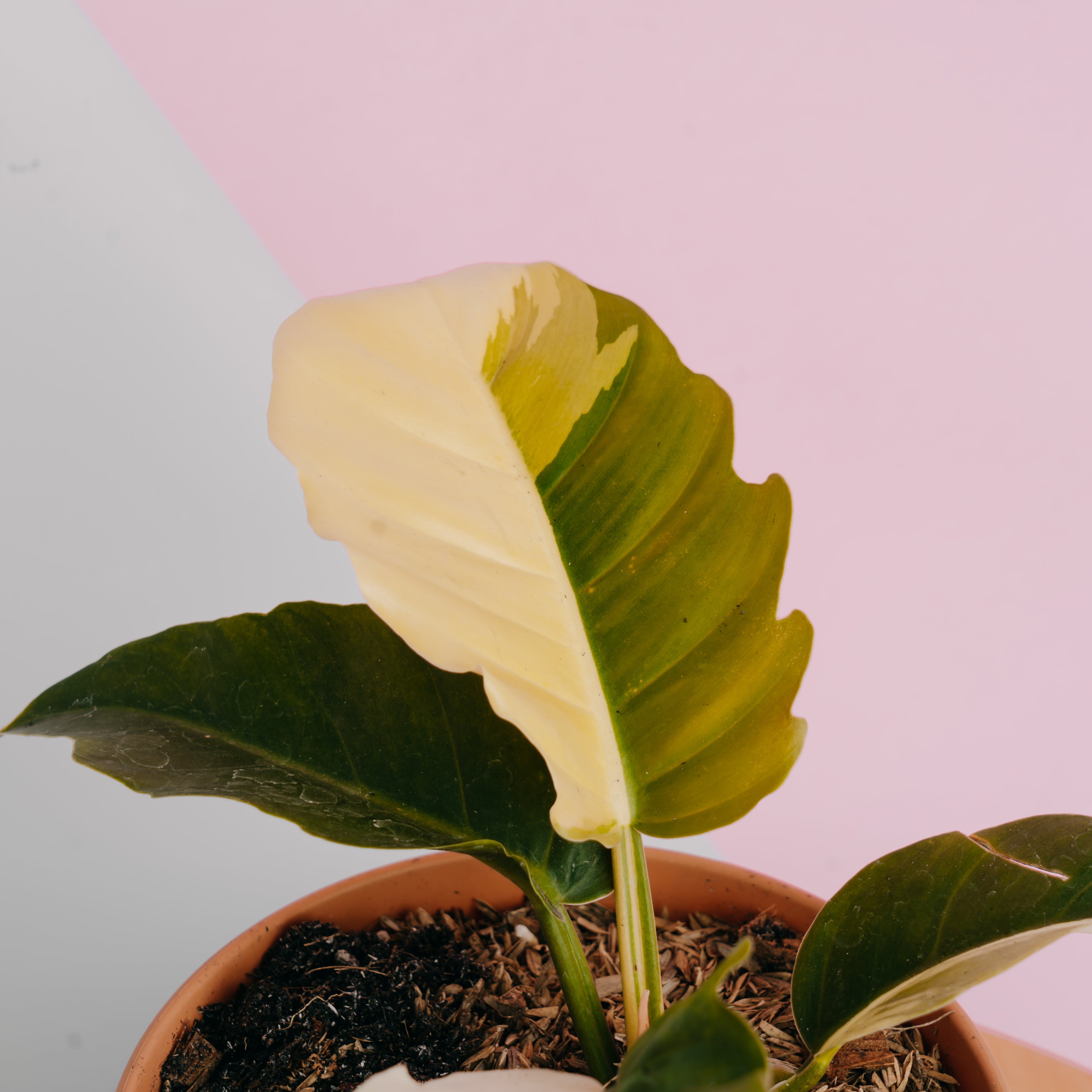 Philodendron green saw variegated - Greenspaces