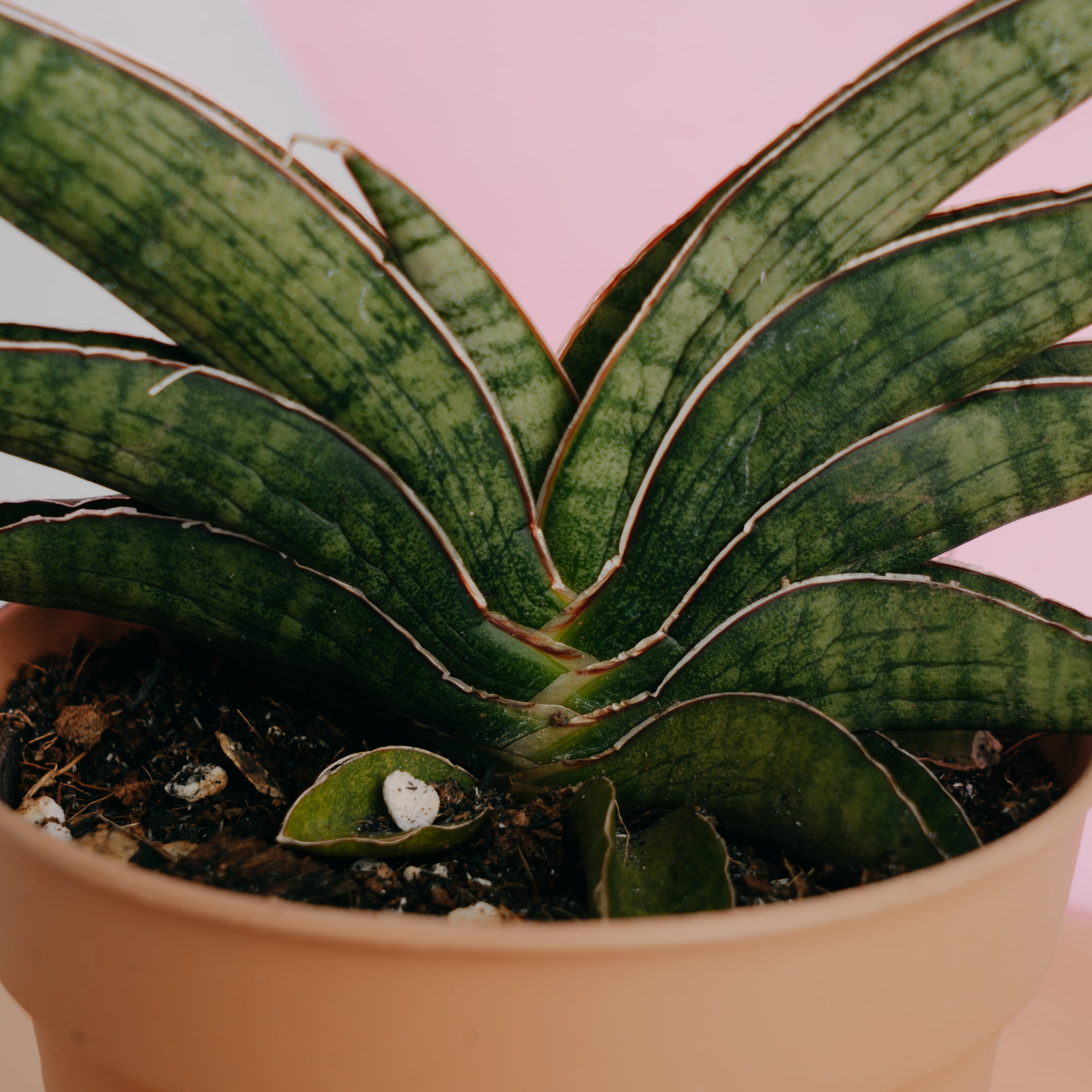Sansevieria  argopuro - Greenspaces