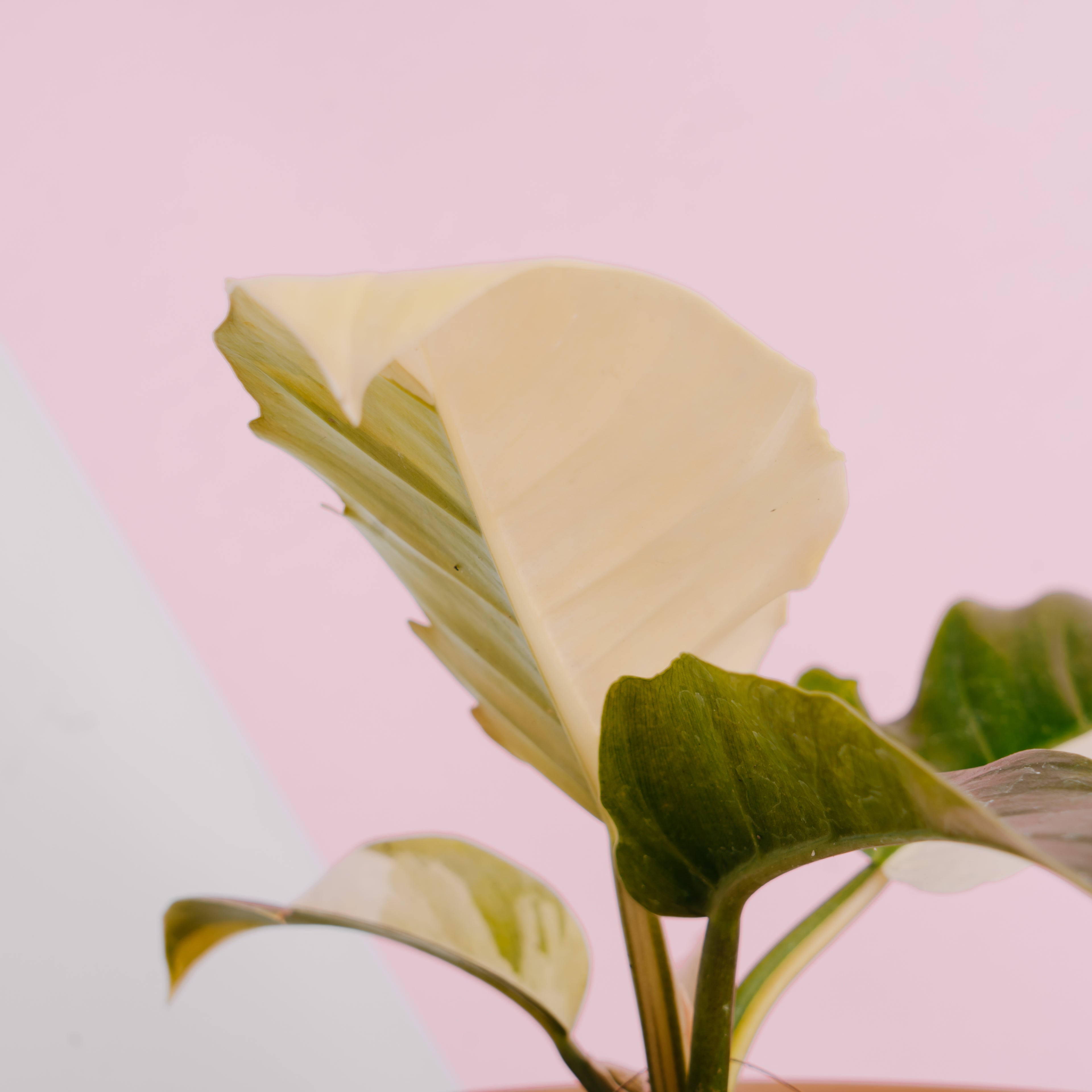 Philodendron green saw variegated - Greenspaces