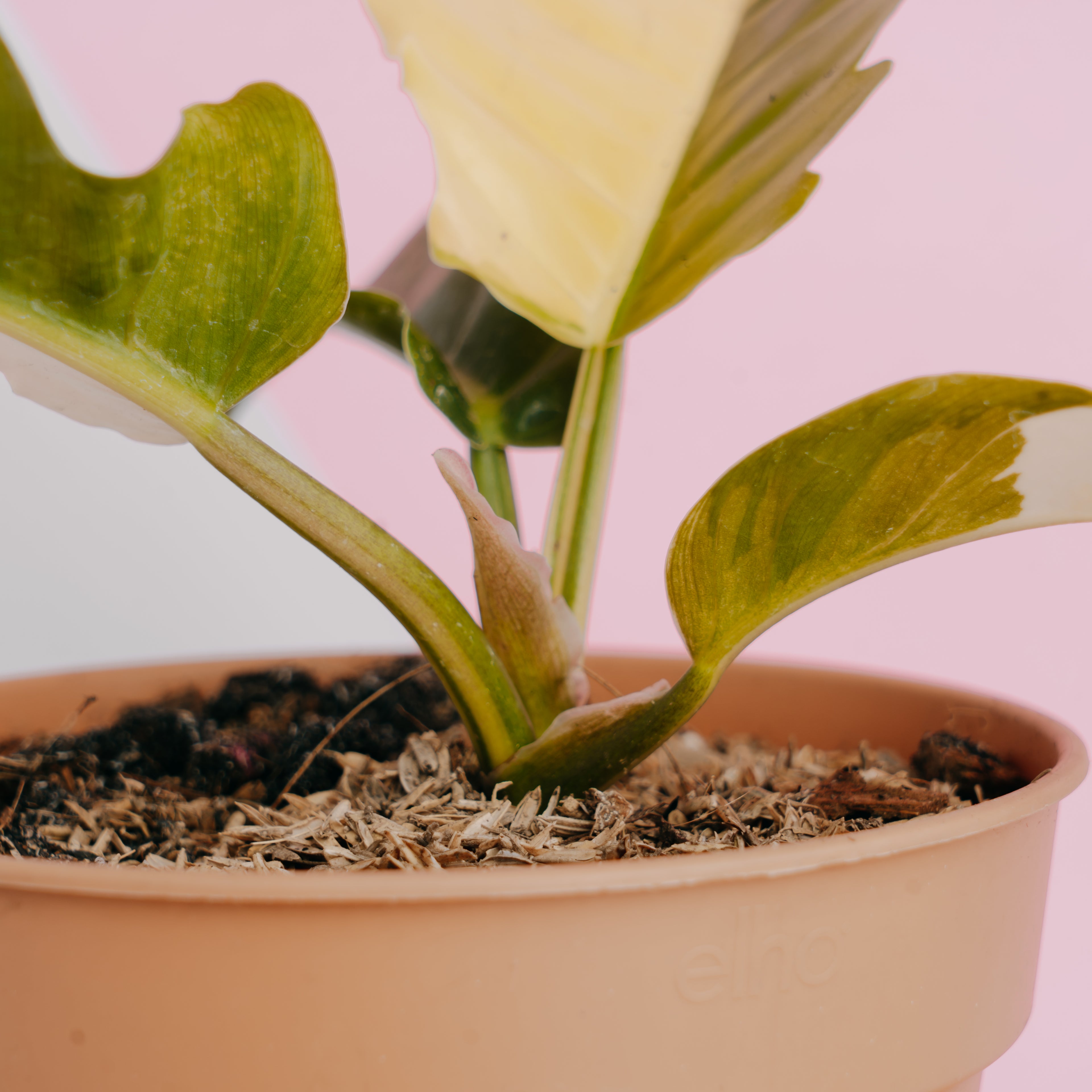 Philodendron green saw variegated - Greenspaces