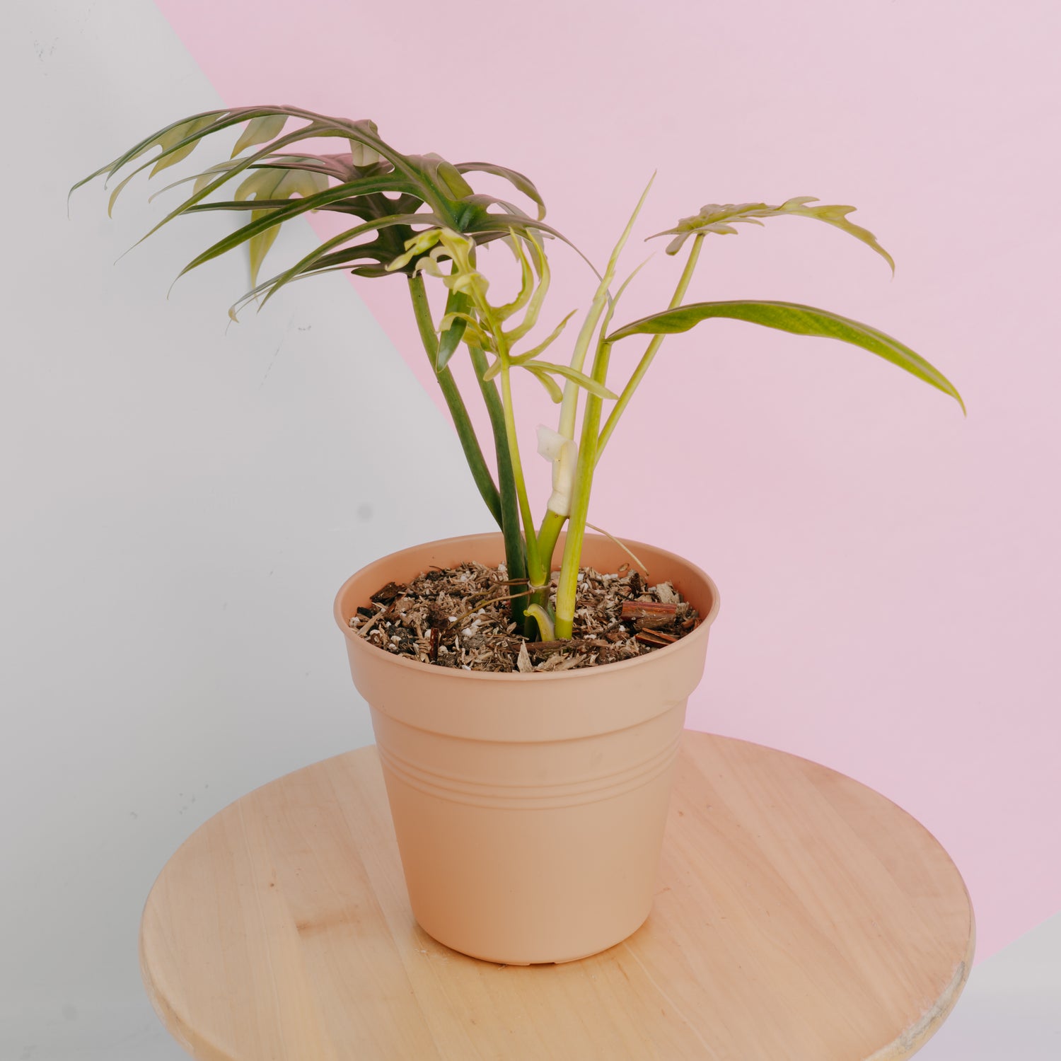 Philodendron elegans - Greenspaces