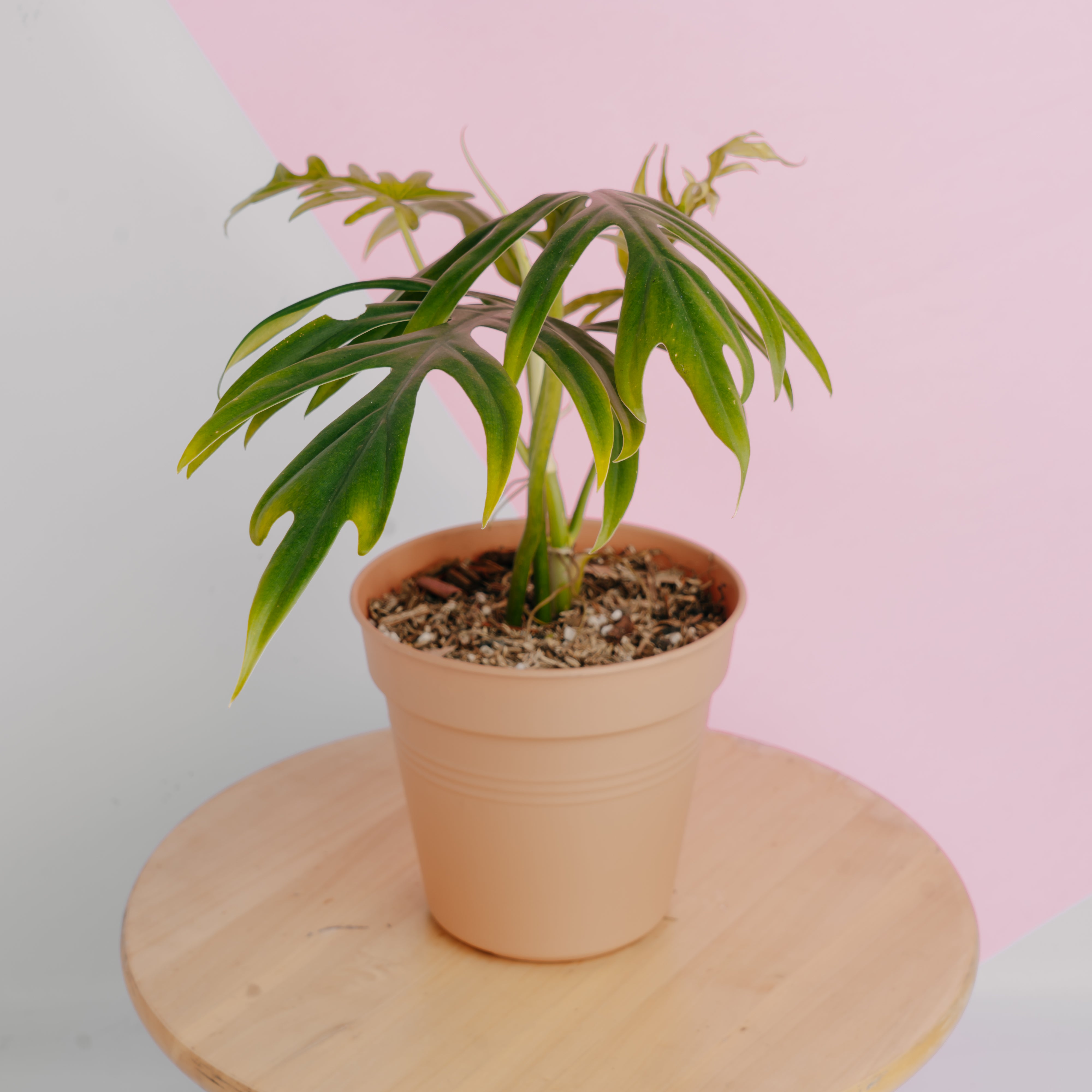 philodendron elegans Philodendron Elegans – Greenspaces.id