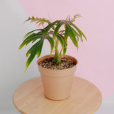 Philodendron elegans - Greenspaces