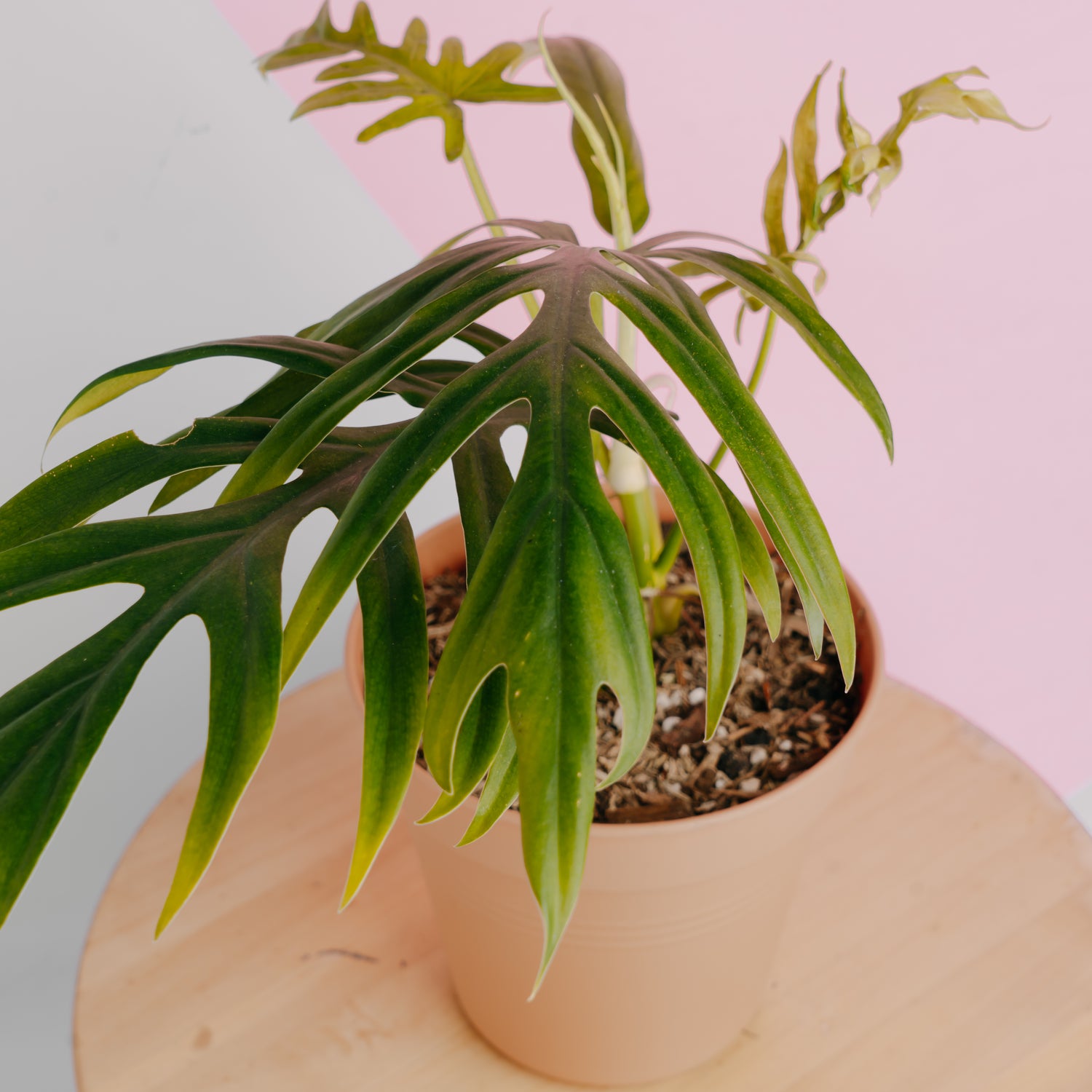 Philodendron elegans - Greenspaces