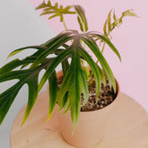 Philodendron elegans - Greenspaces