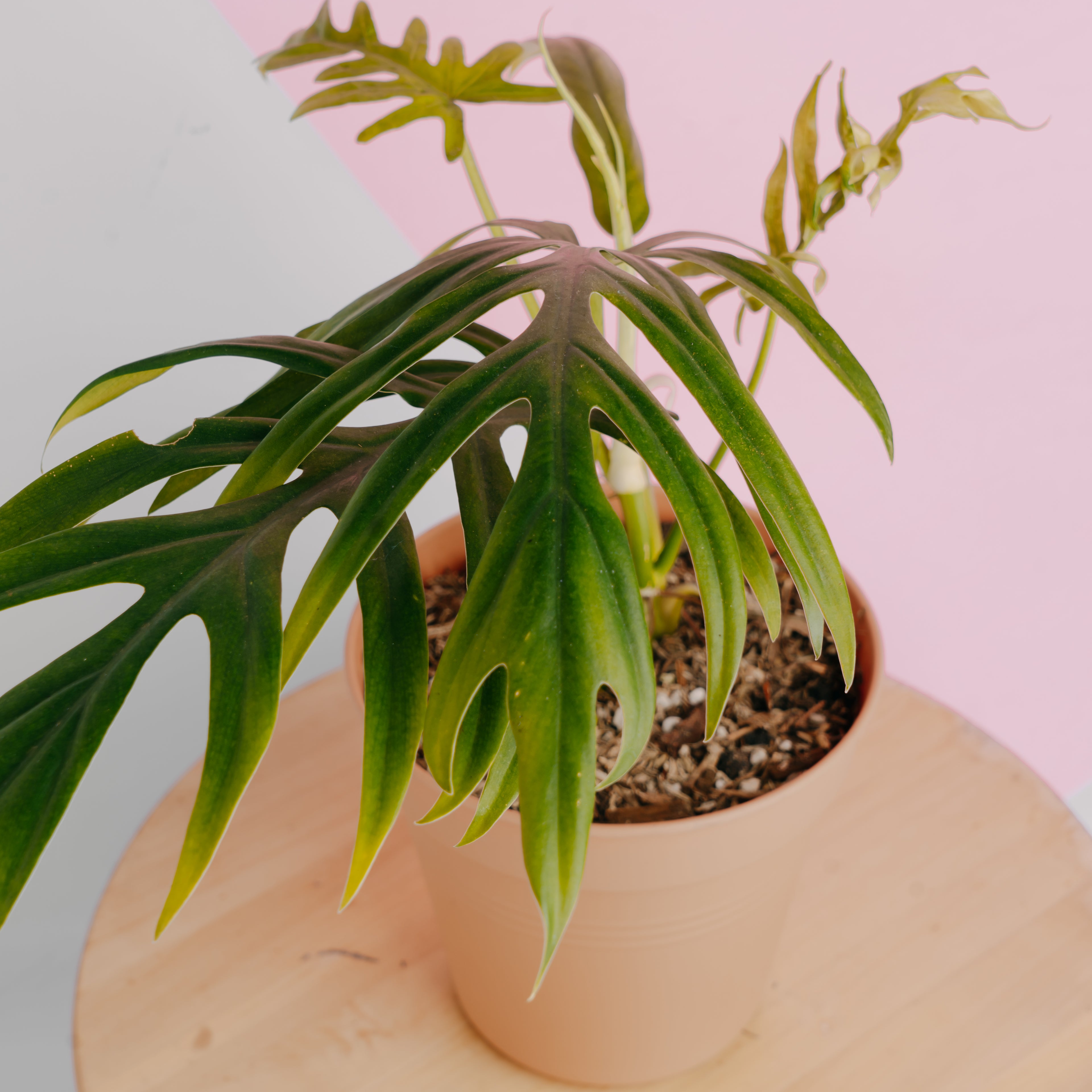 Philodendron elegans - Greenspaces