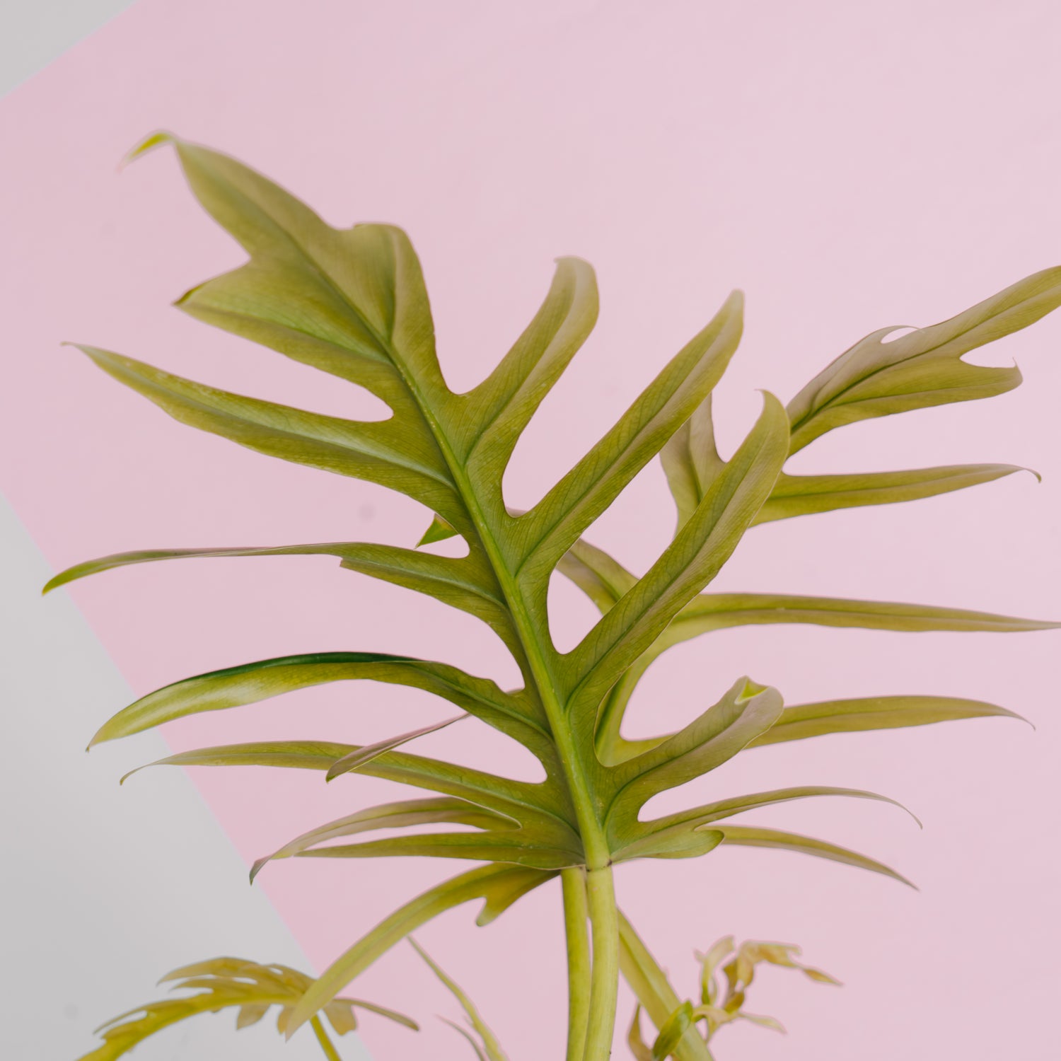 Philodendron elegans - Greenspaces