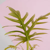 Philodendron elegans - Greenspaces