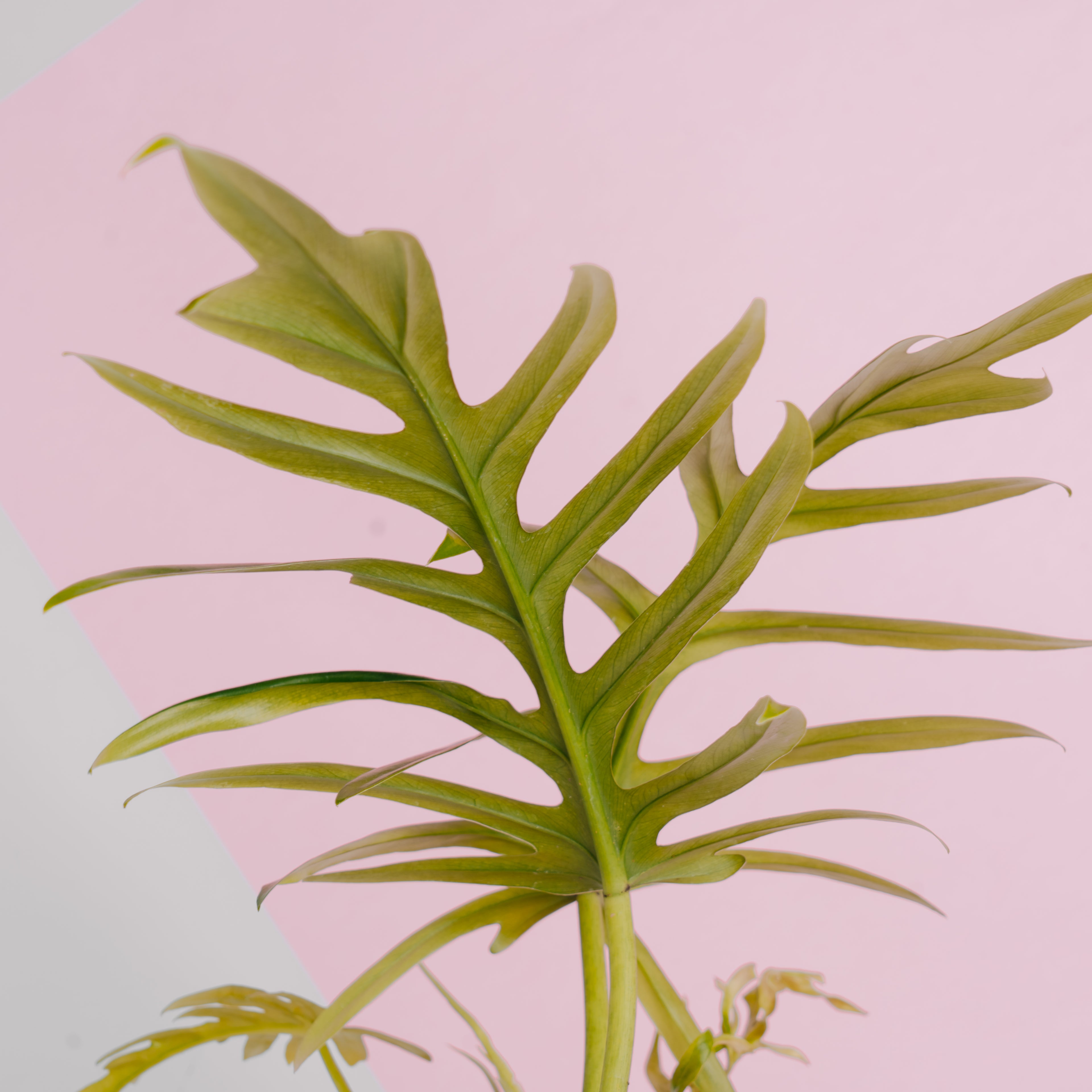 Philodendron elegans - Greenspaces