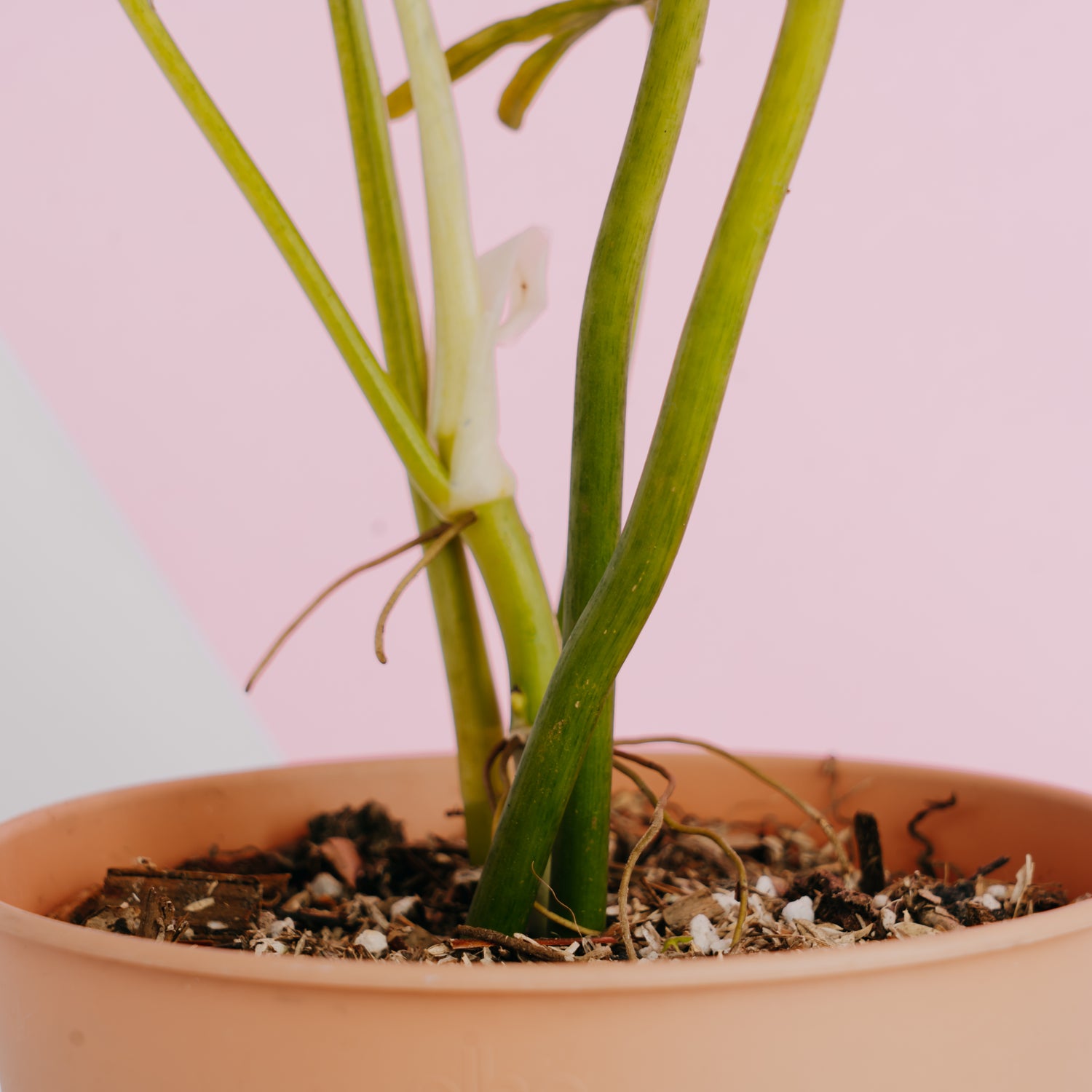 Philodendron elegans - Greenspaces