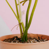 Philodendron elegans - Greenspaces