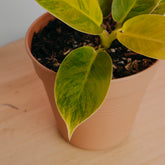 Philodendron moonlight variegated - Greenspaces