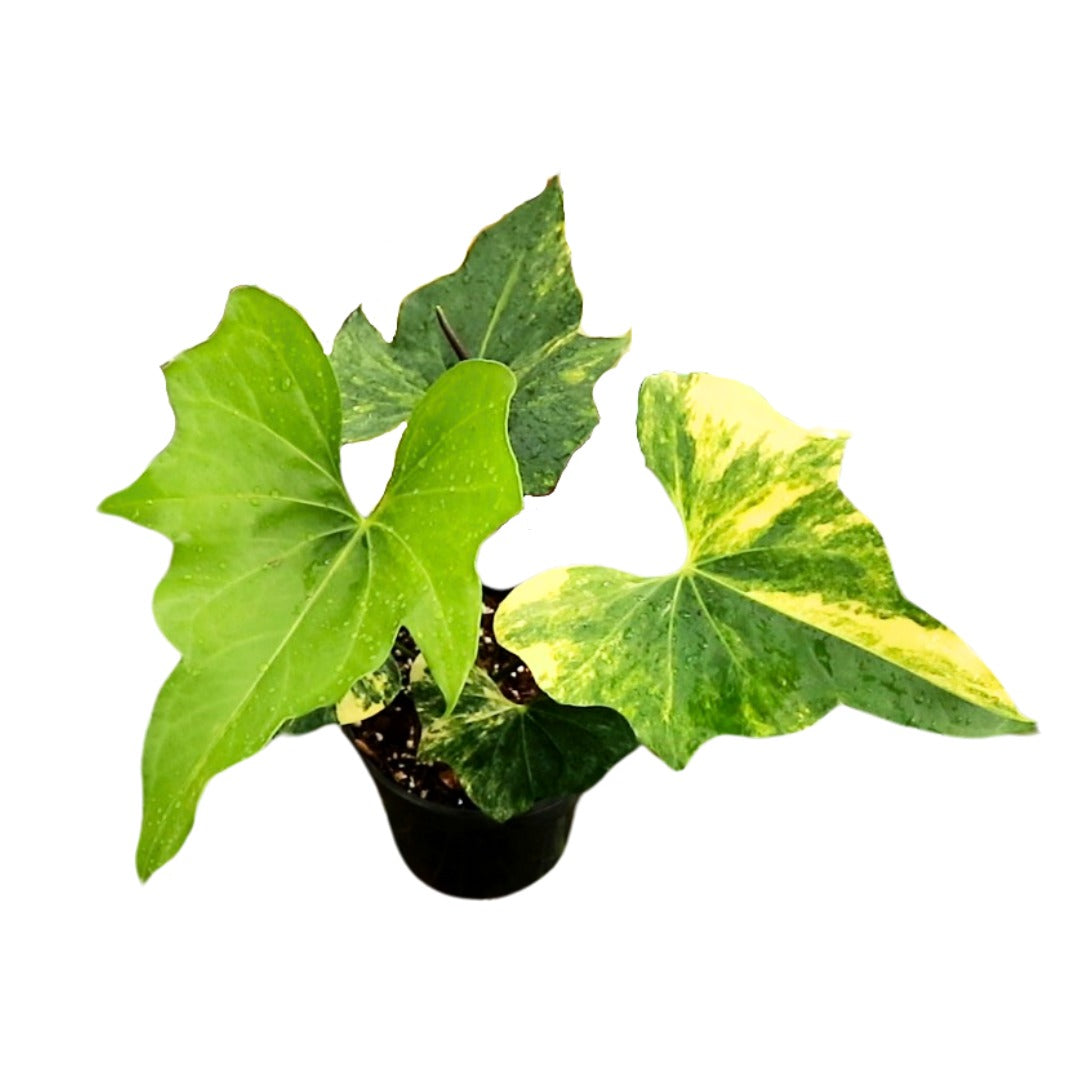 Anthurium Pterodactyl aurea variegated