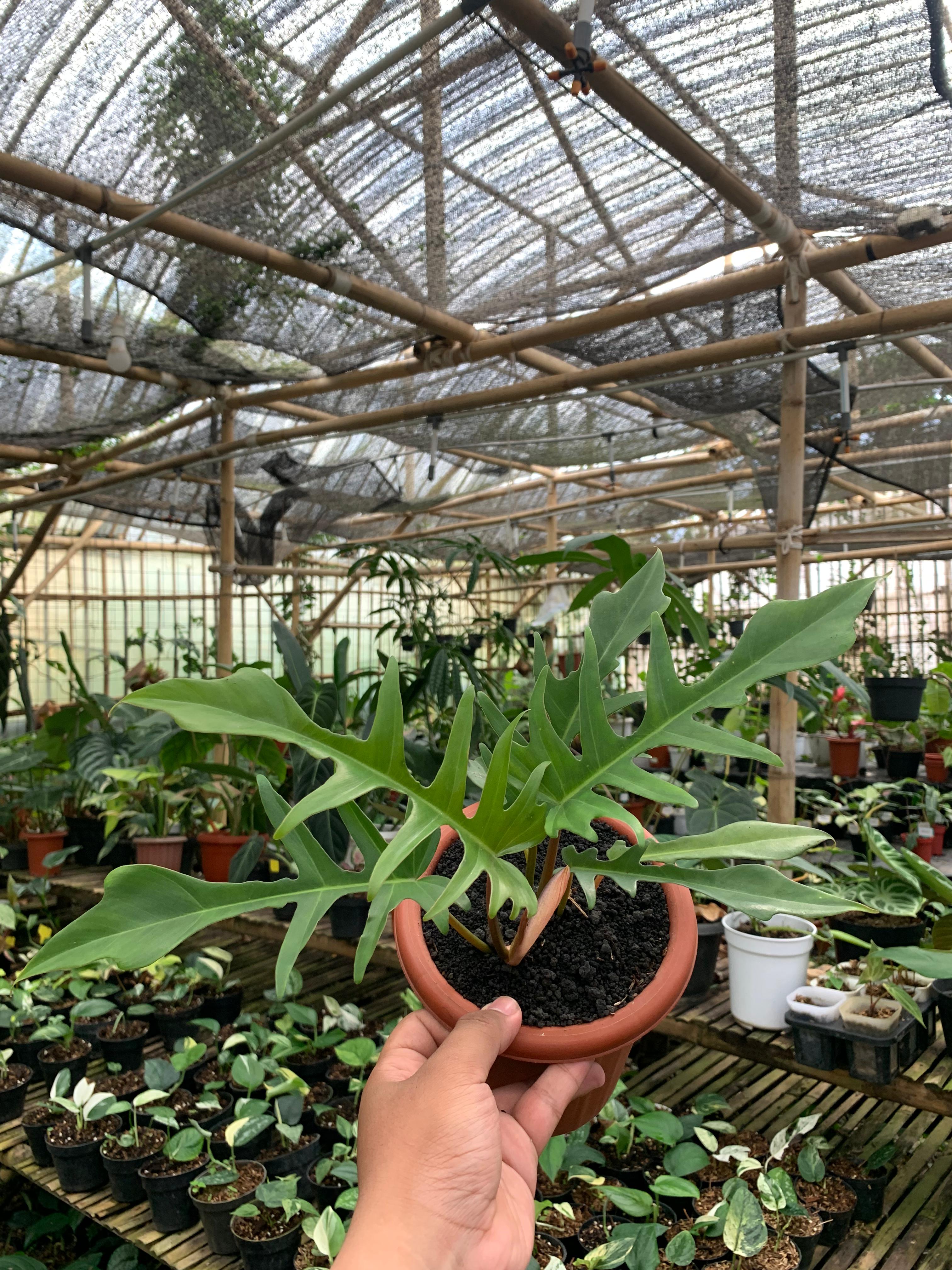 philodendron florida beauty x tortum Philodendron Florida Beauty X Philodendron Tortum – Greenspaces.id