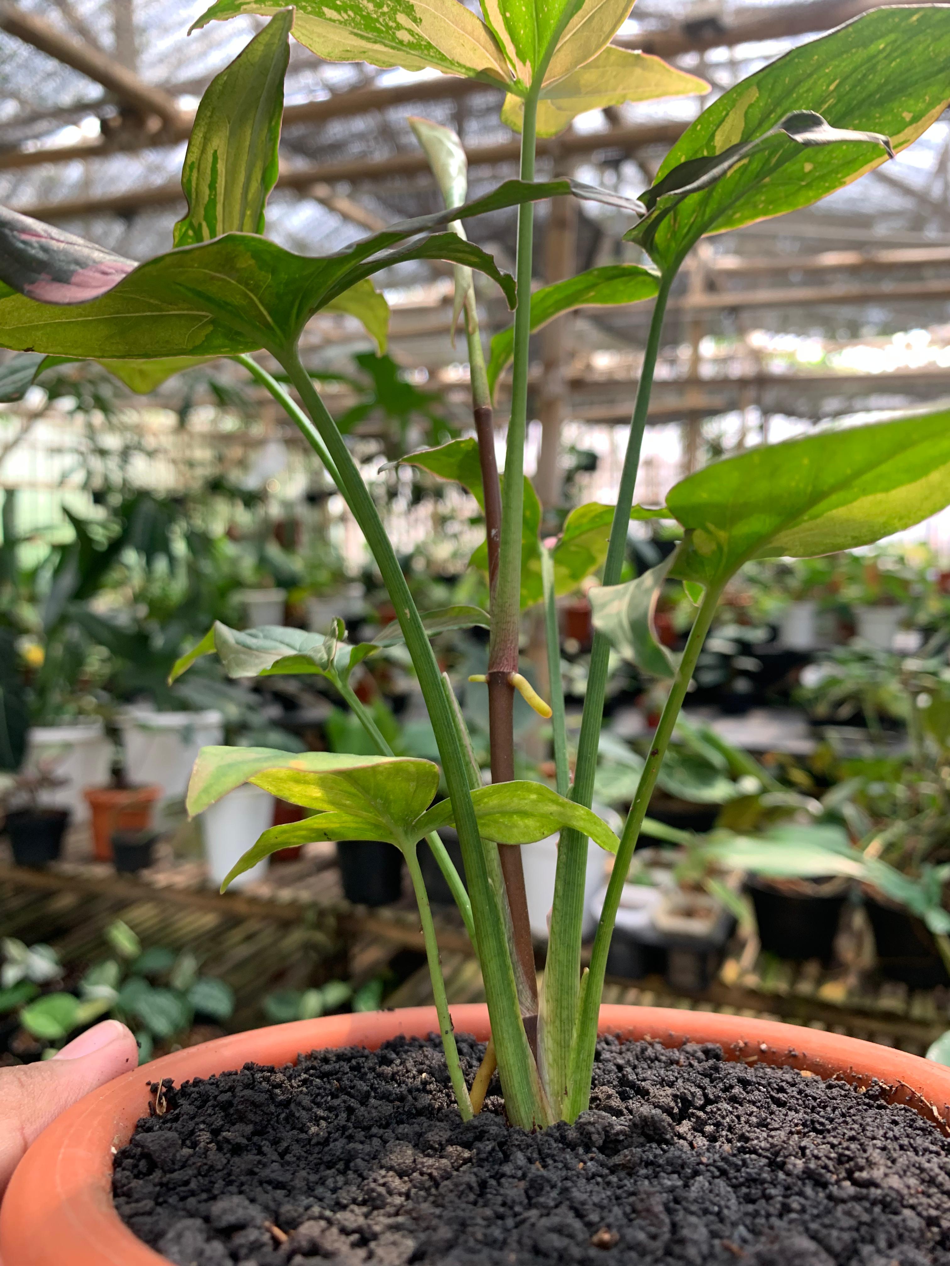 Syngonium Pink Splash
