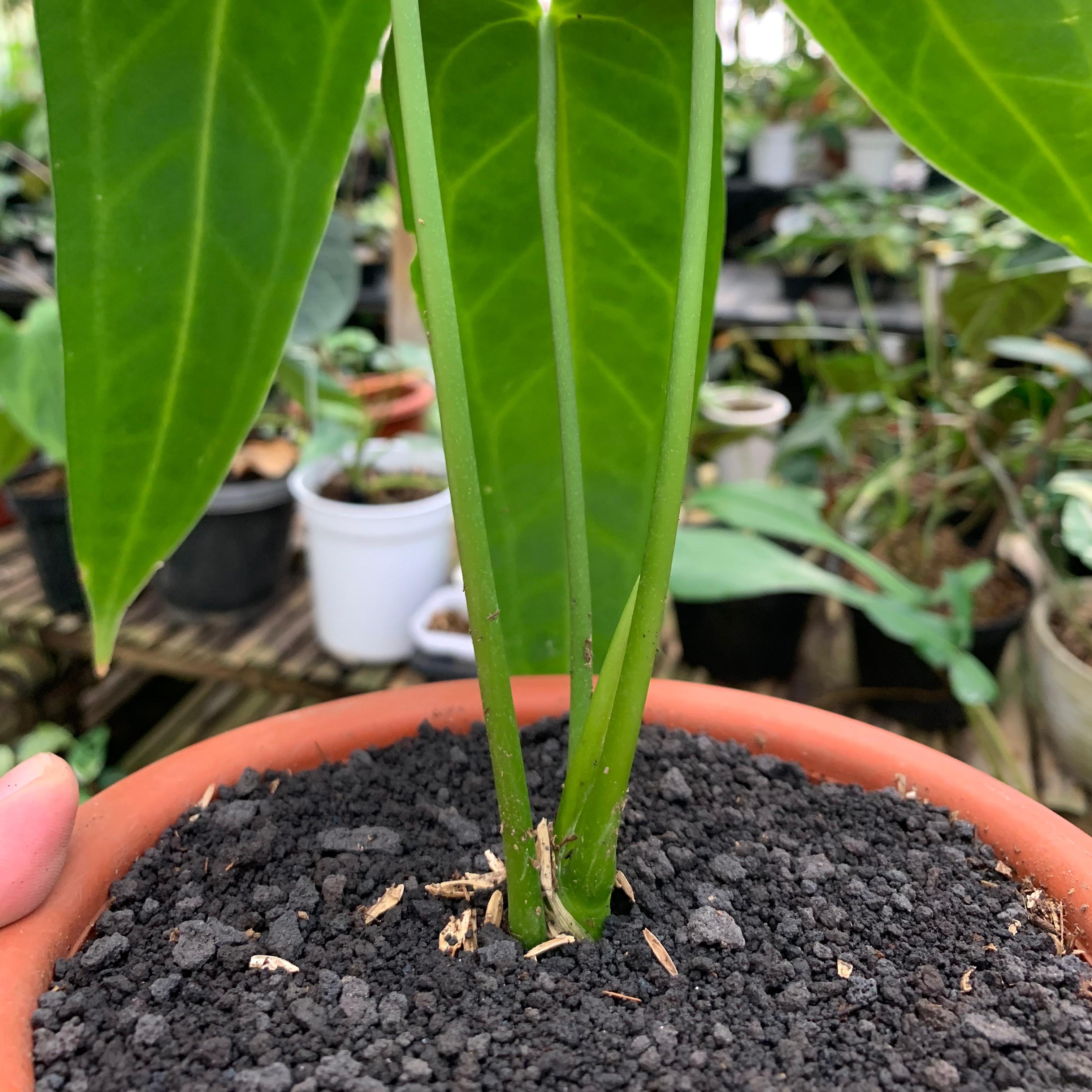 Anthurium Warocqueanum Medium size