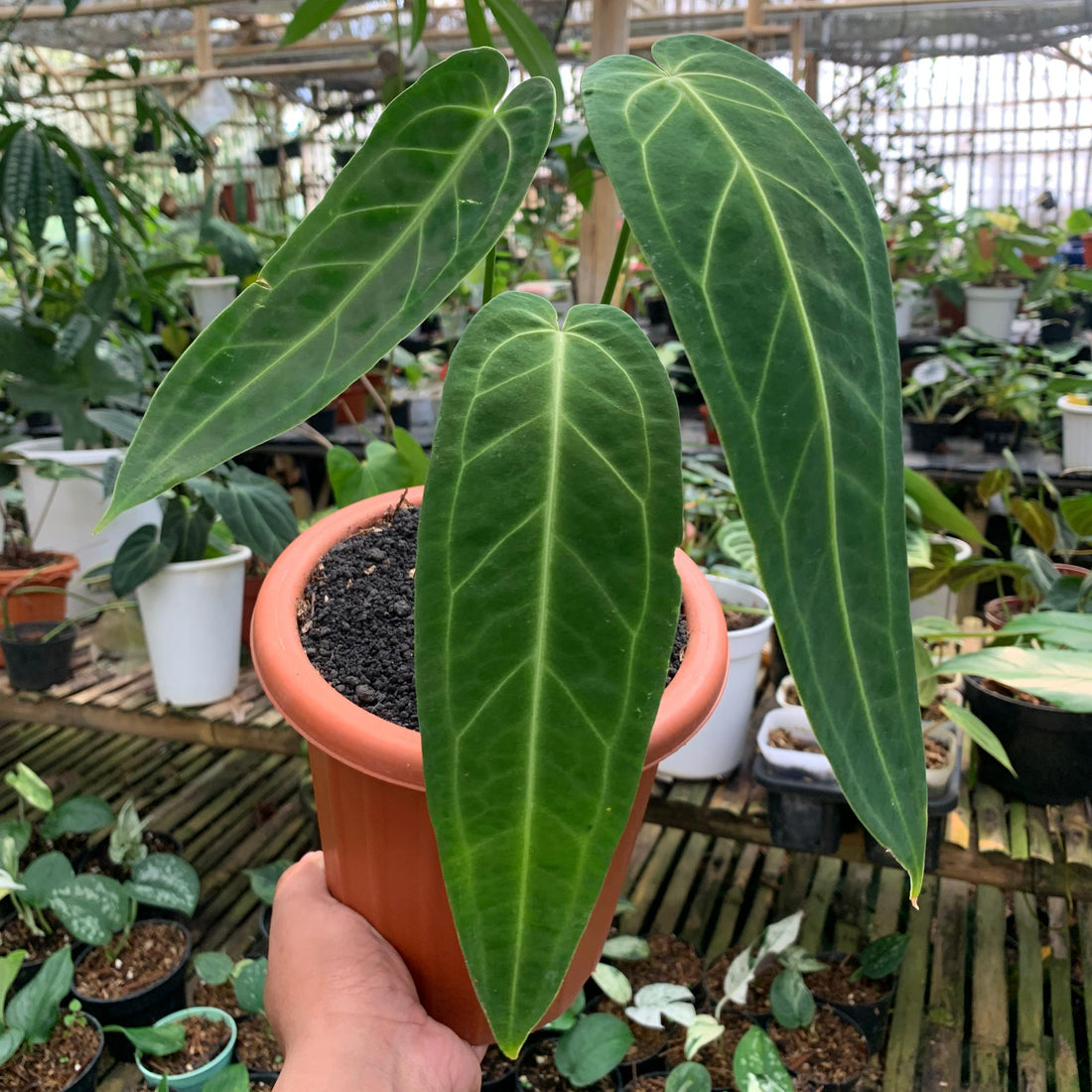 Anthurium Warocqueanum Medium size