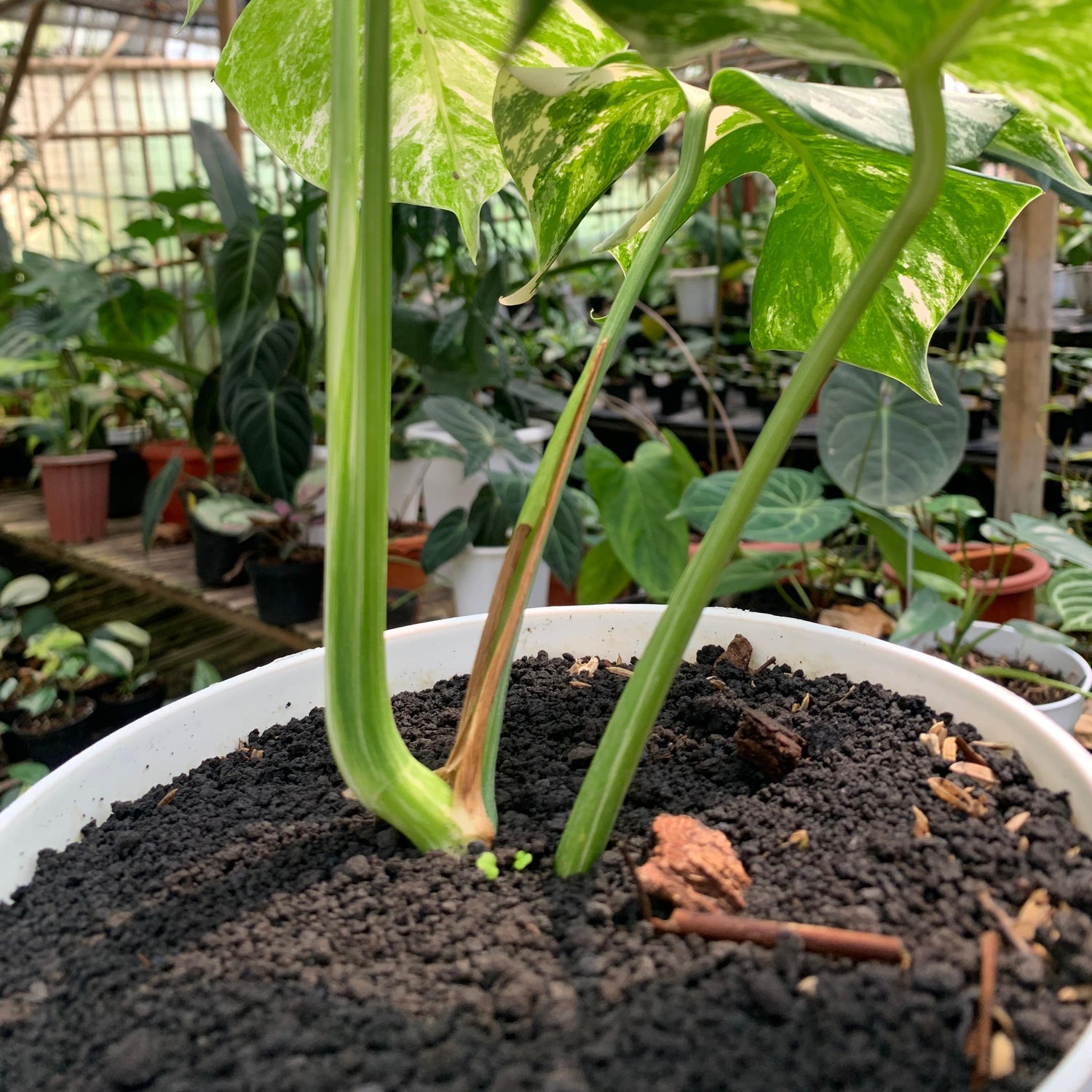 Monstera albo white tiger