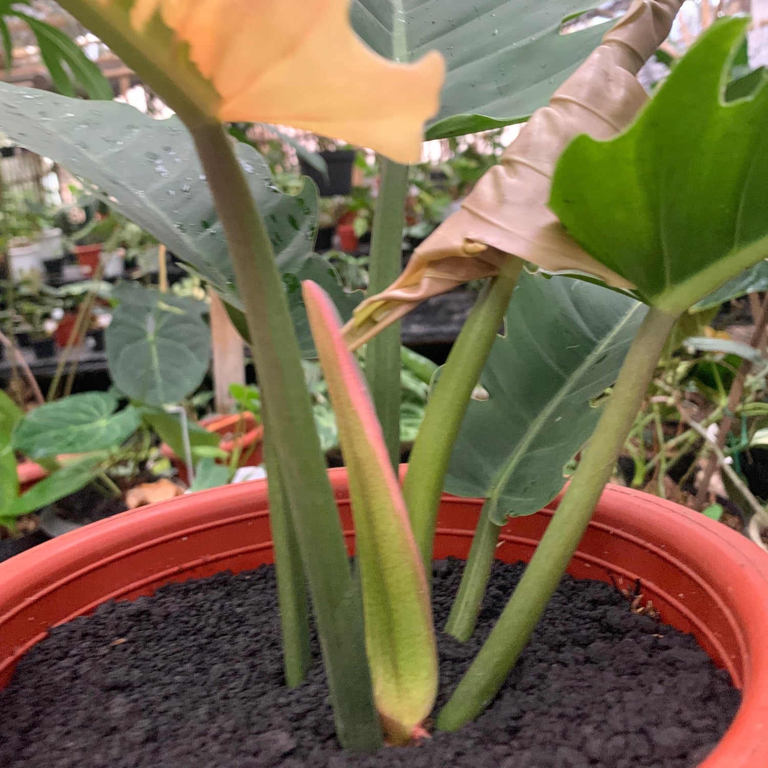 Philodendron green saw variegated