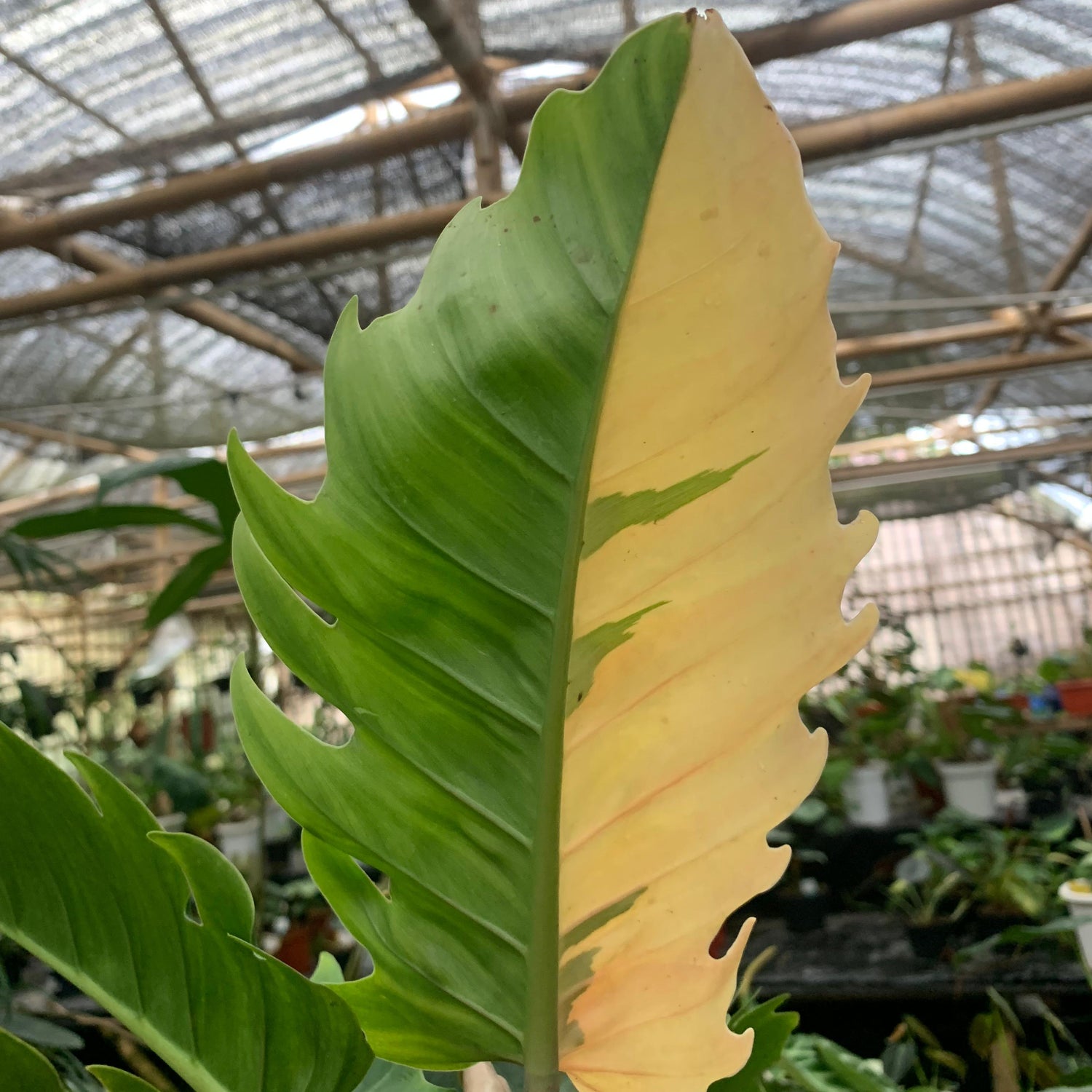Philodendron green saw variegated
