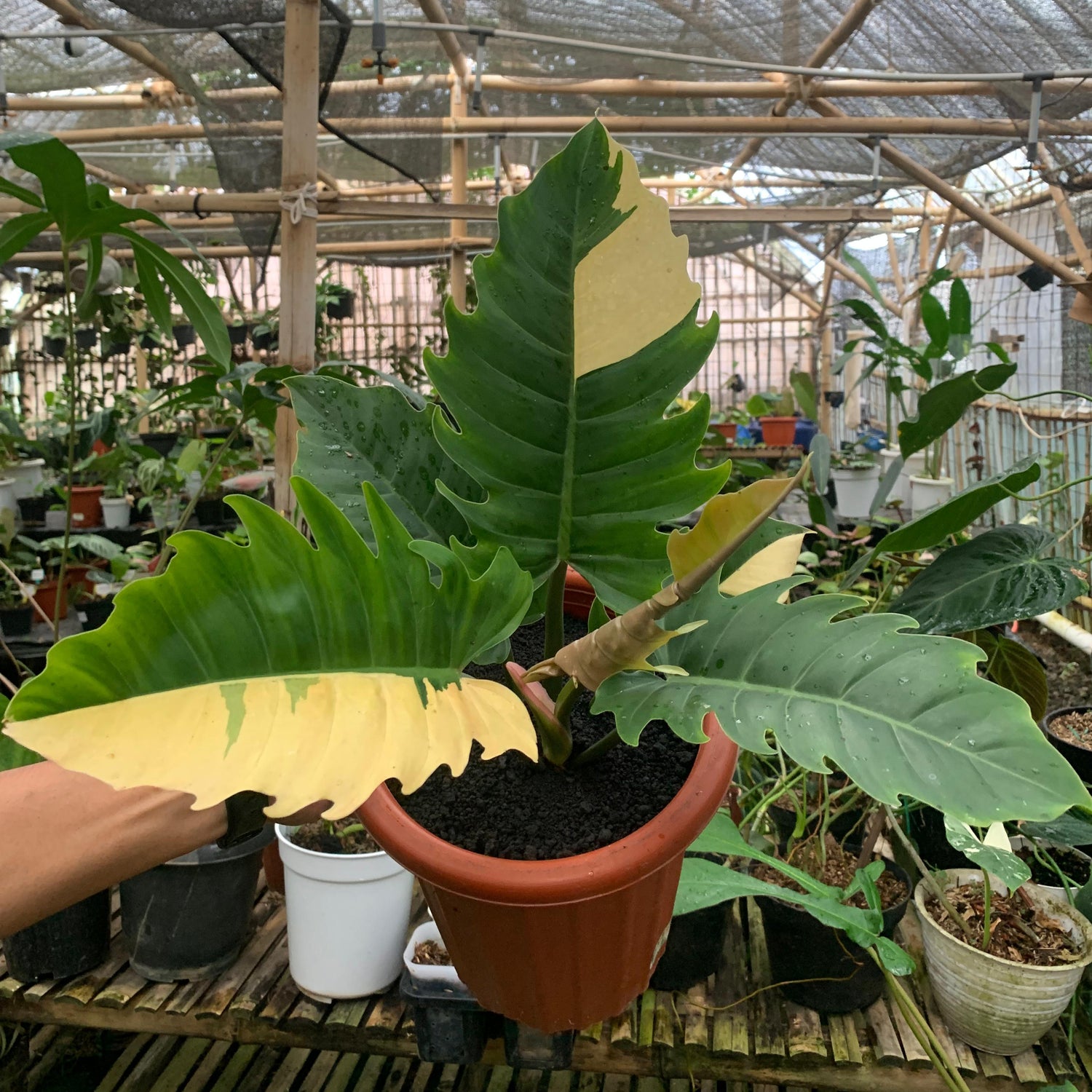Philodendron green saw variegated