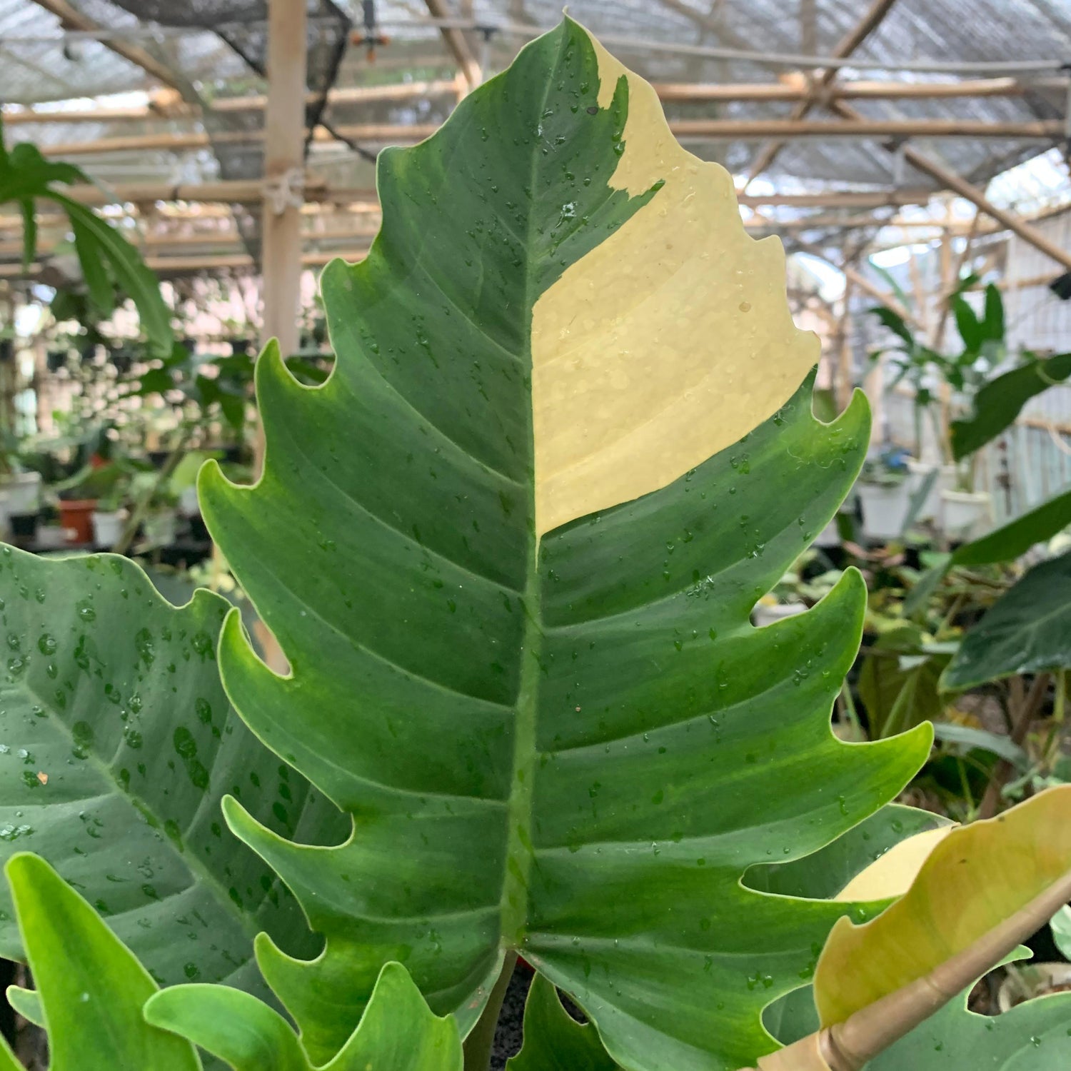 Philodendron green saw variegated