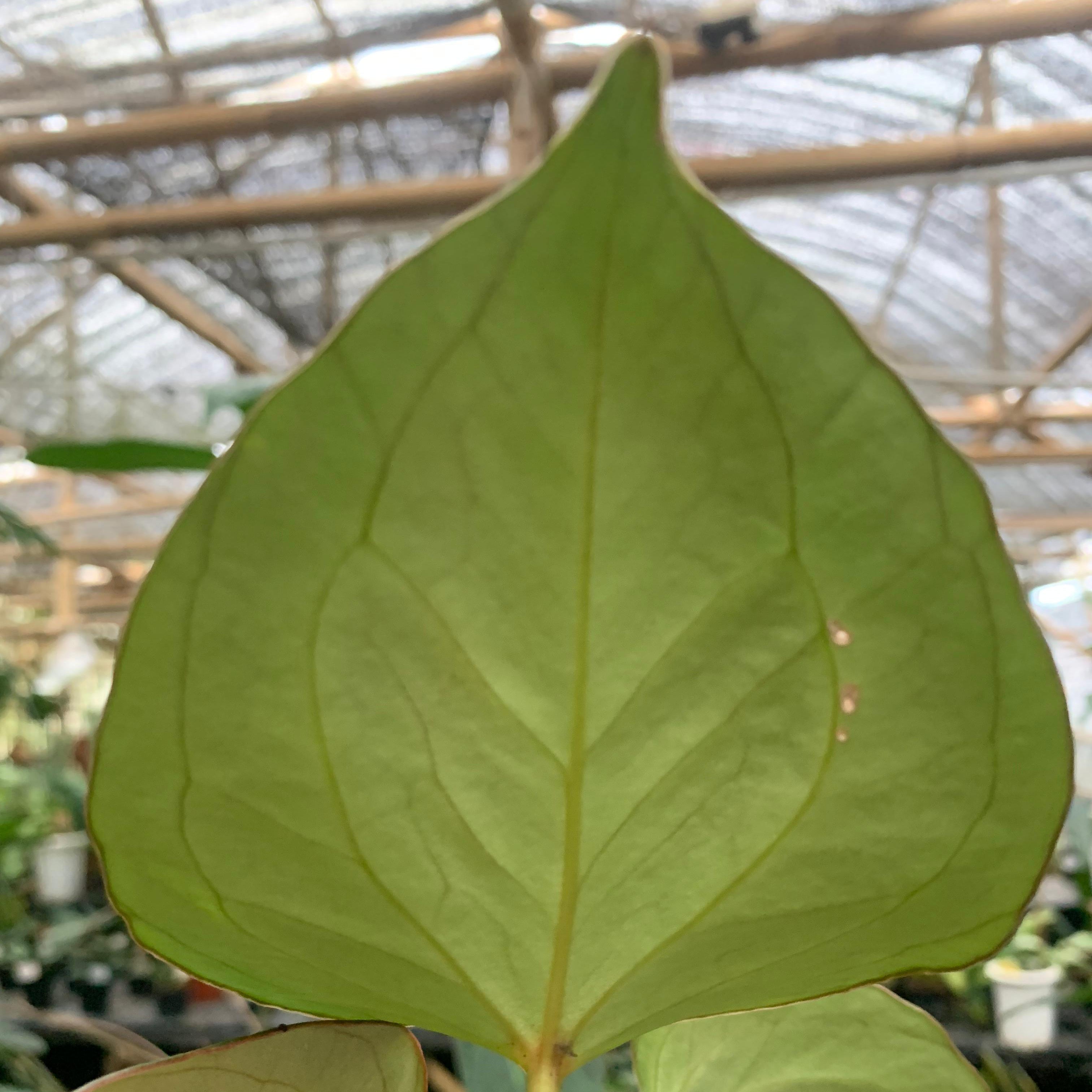 Anthurium King Of Spades Medium Size