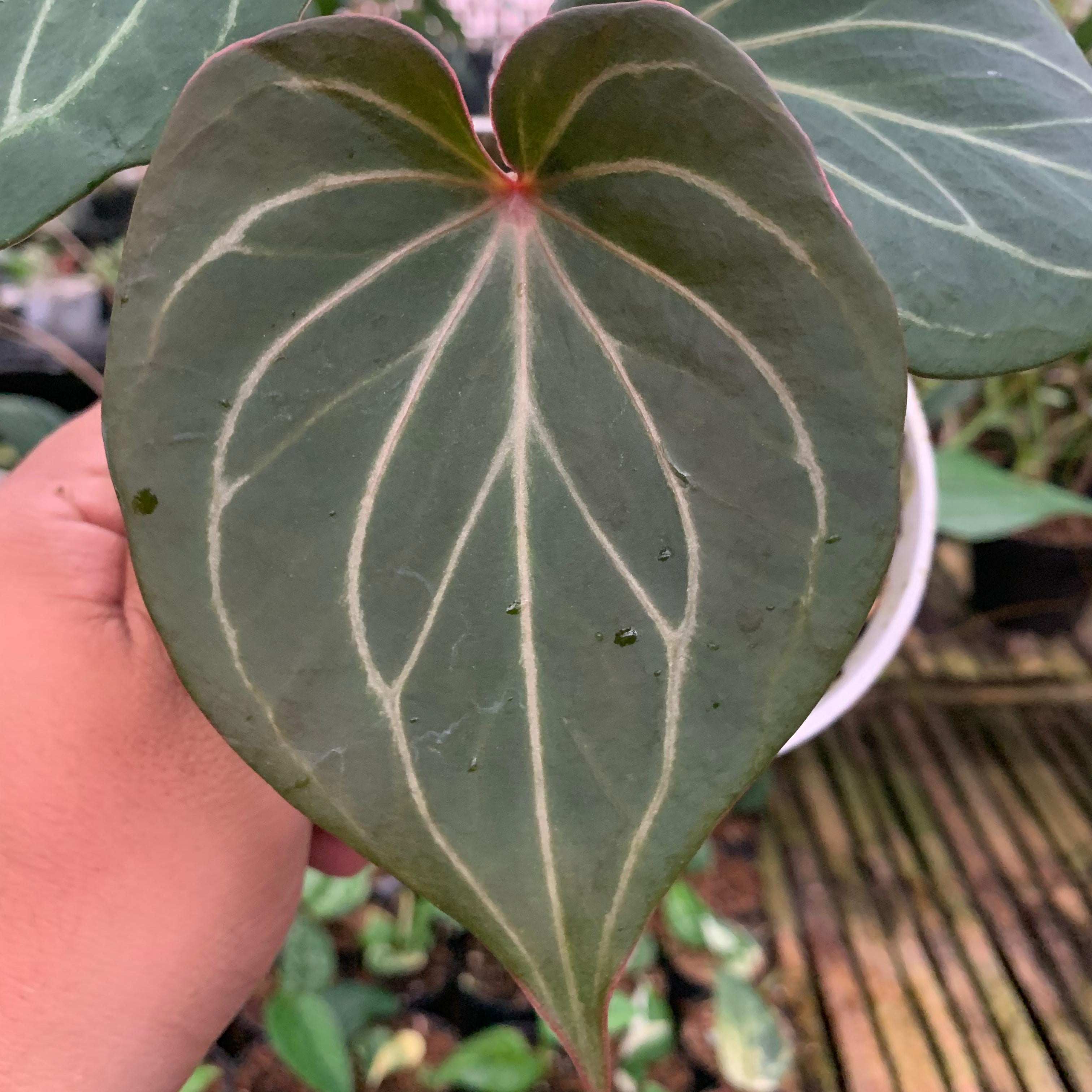 Anthurium King Of Spades Medium Size