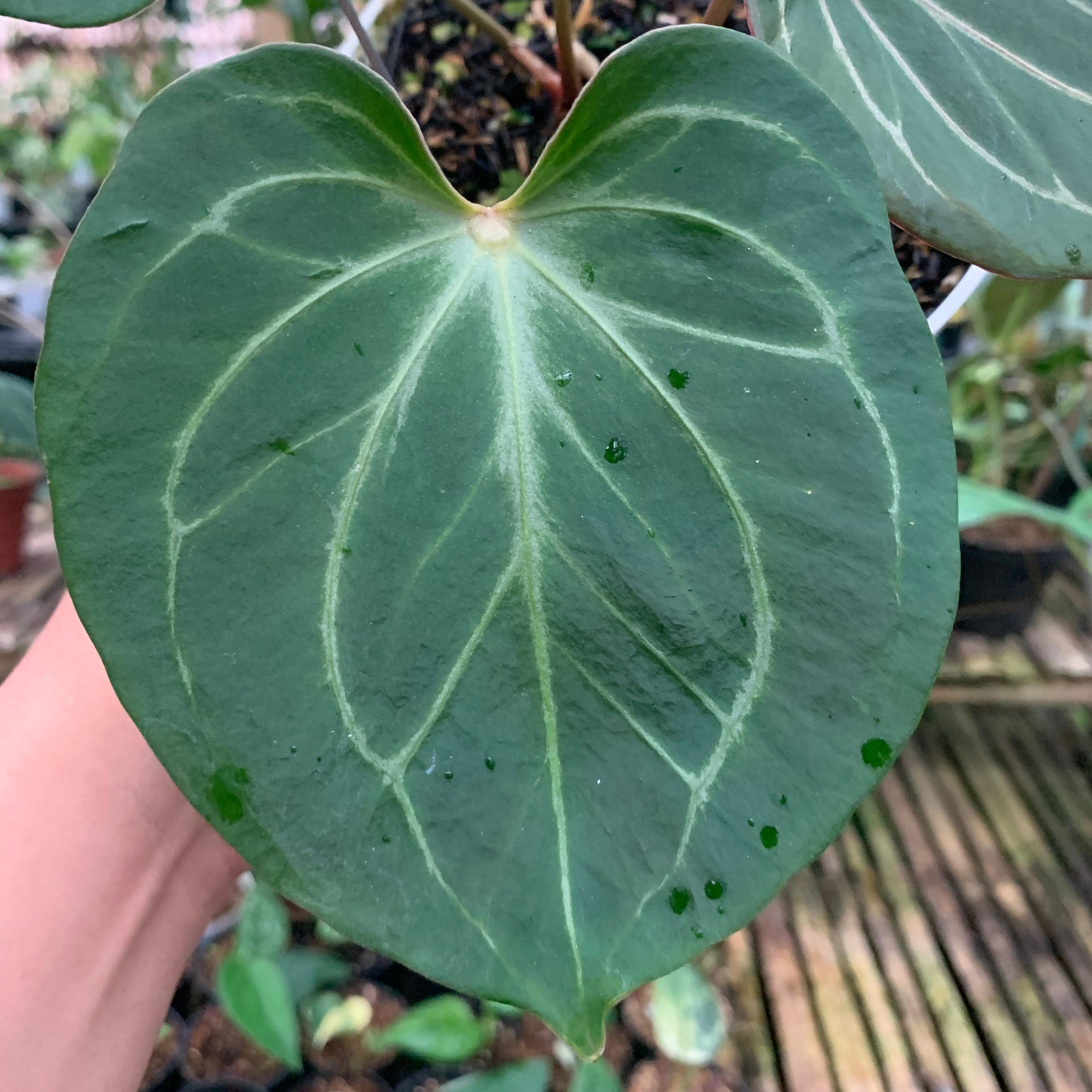 Anthurium King Of Spades Medium Size