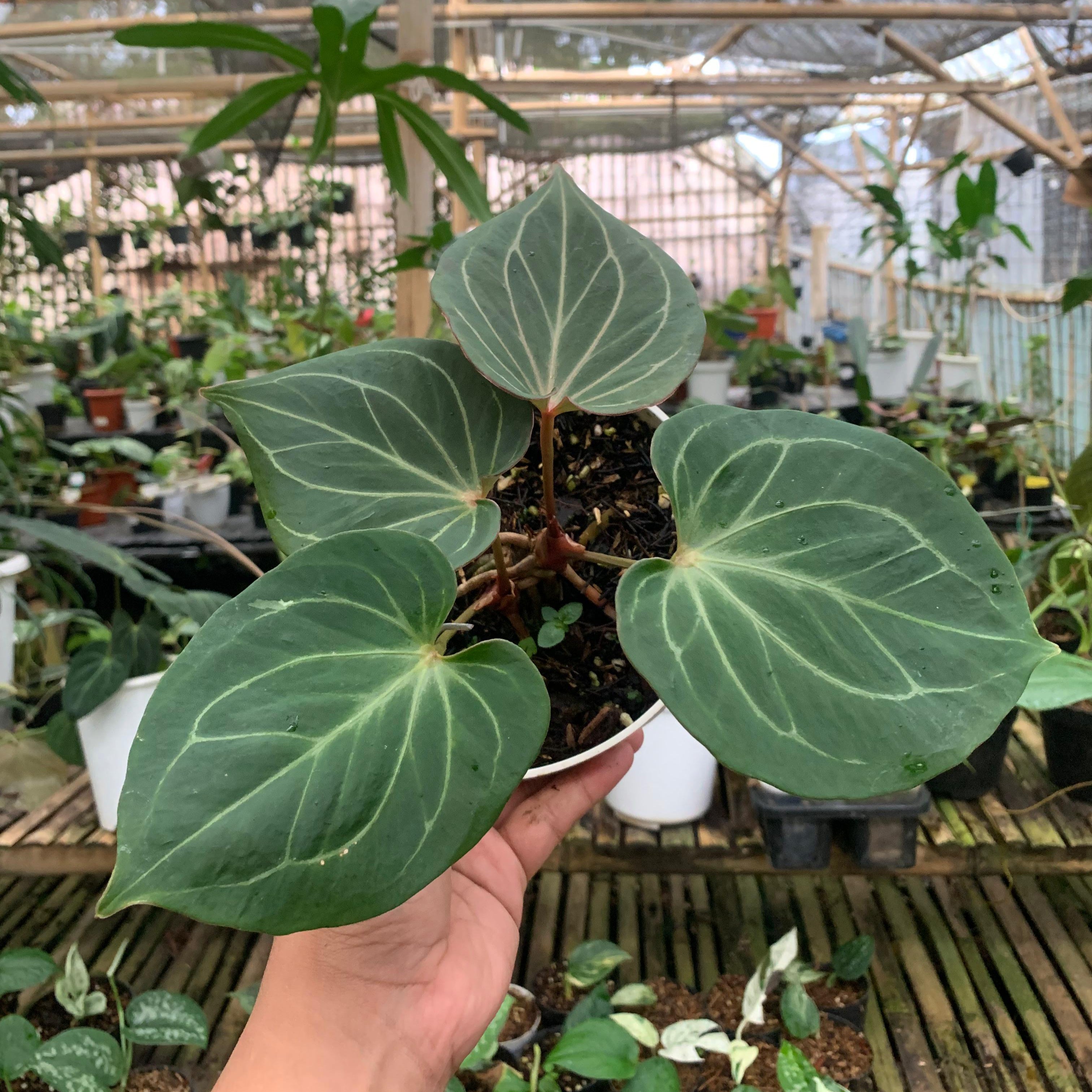 Anthurium King Of Spades Medium Size