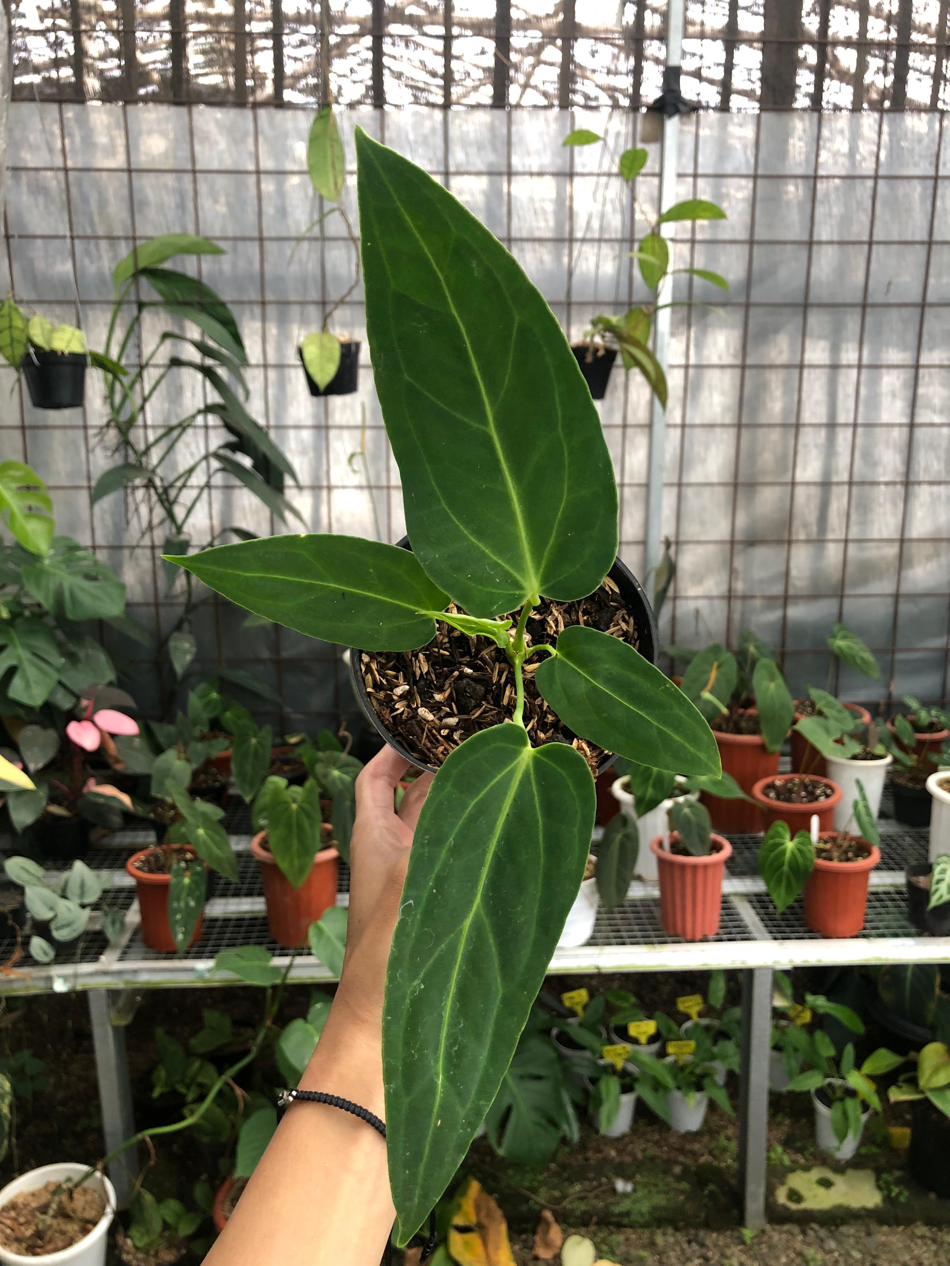anthurium dark mama Anthurium Dark Mama Small
