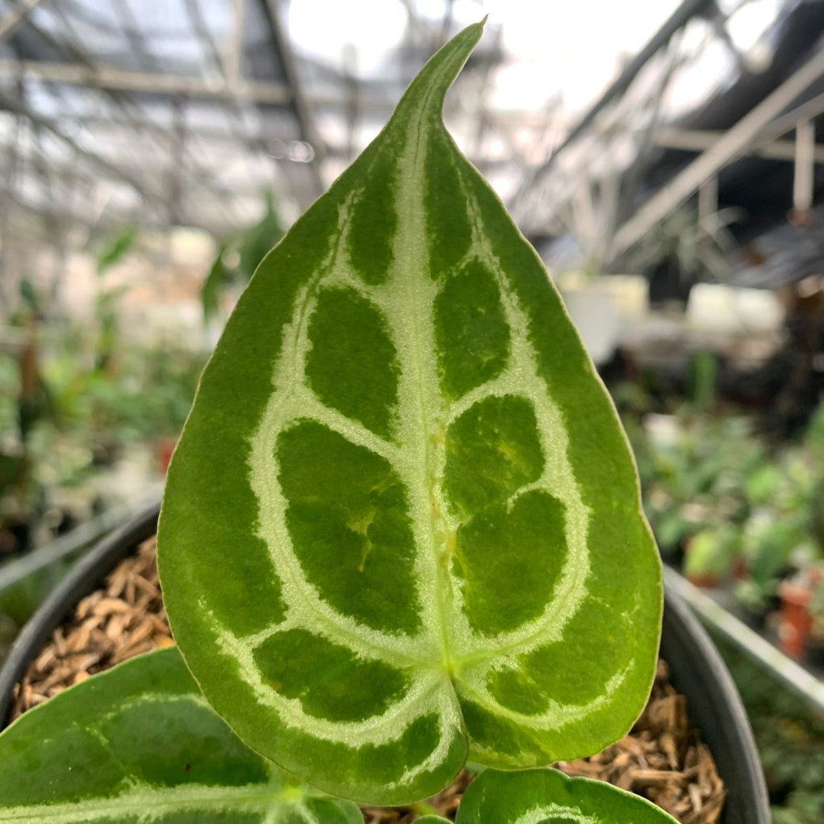 Anthurium Silver Blush x Forgetii