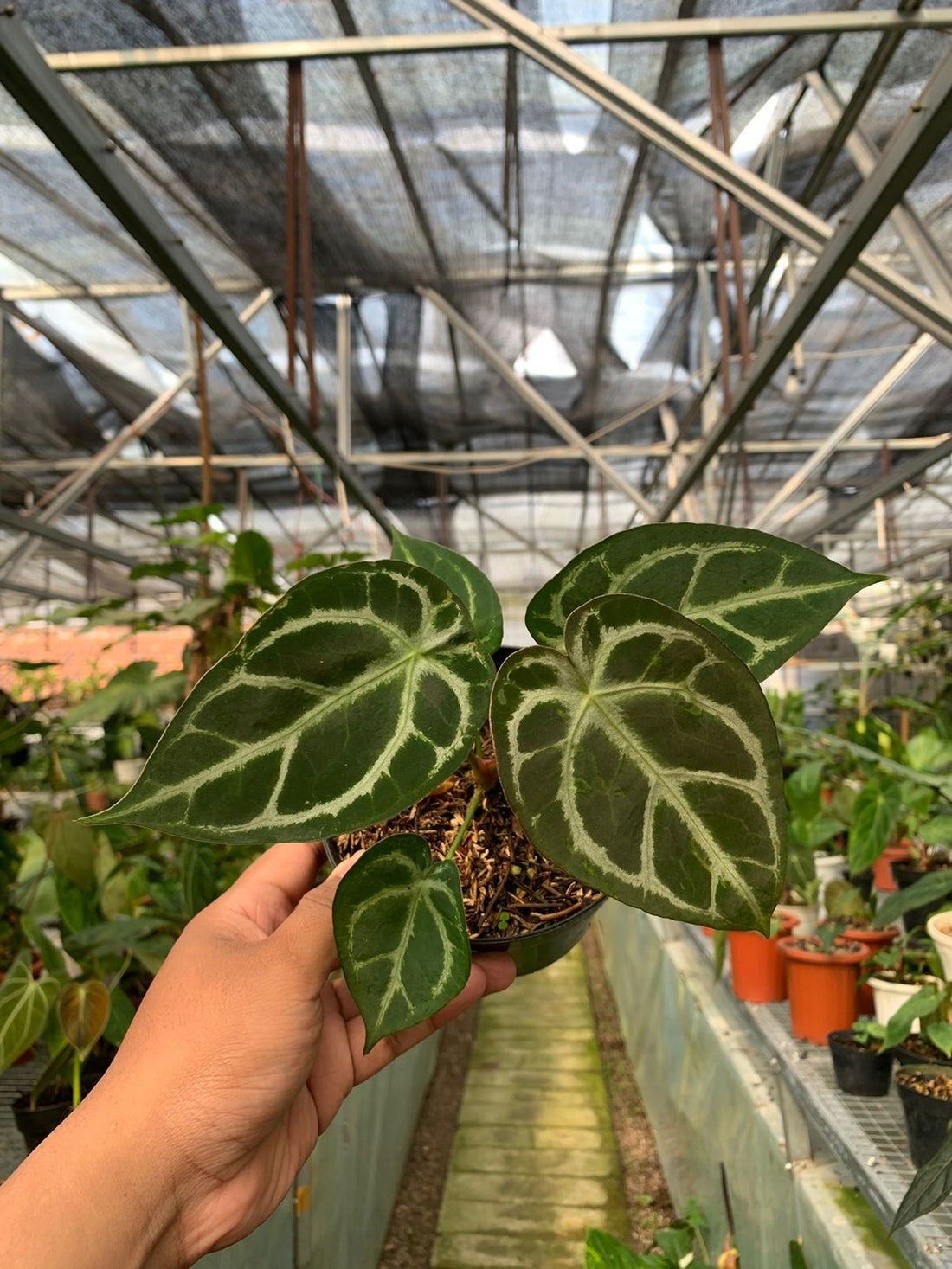 Anthurium Crystalinum x Forgeti