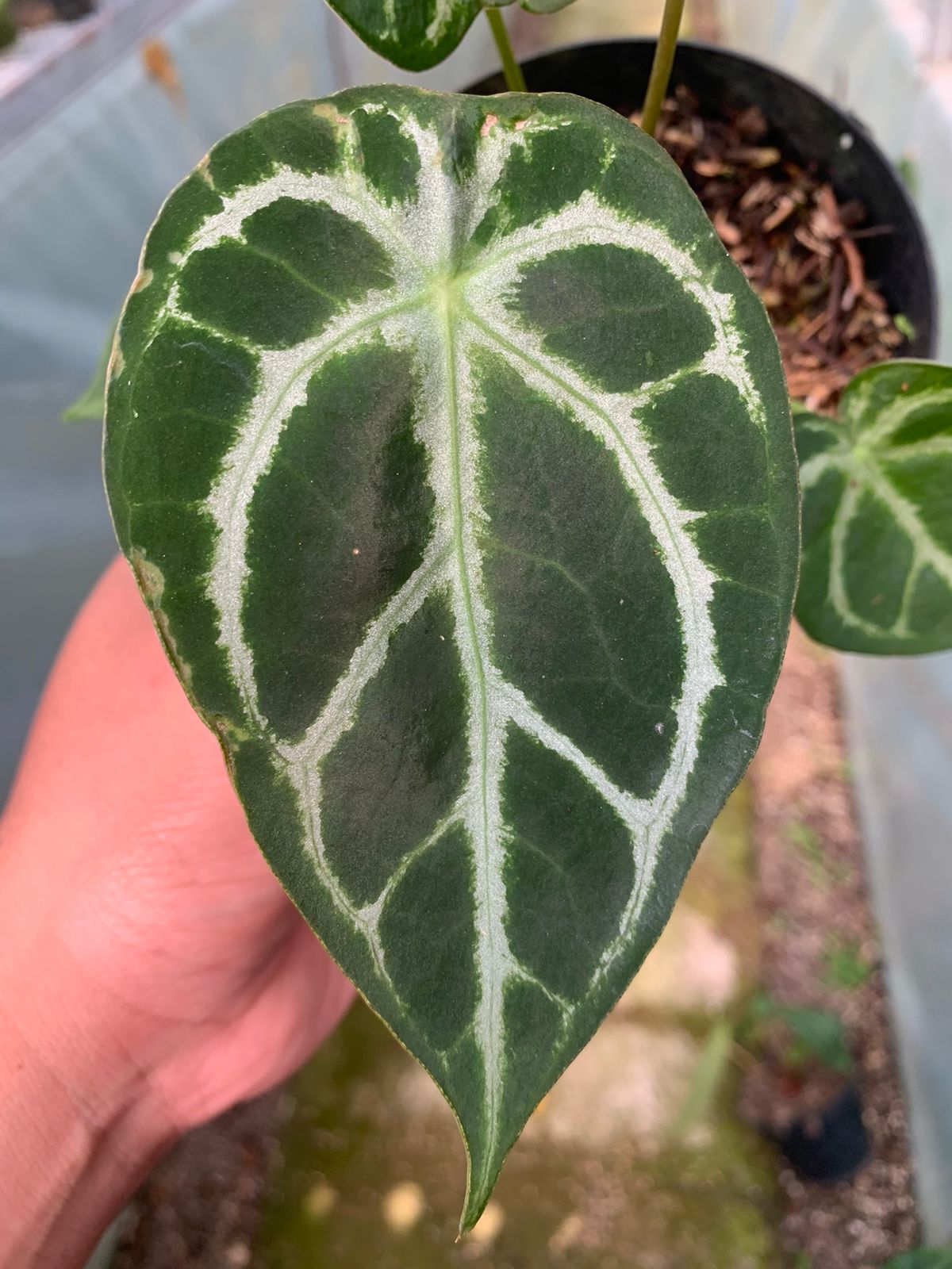 Anthurium Crystalinum x Forgeti
