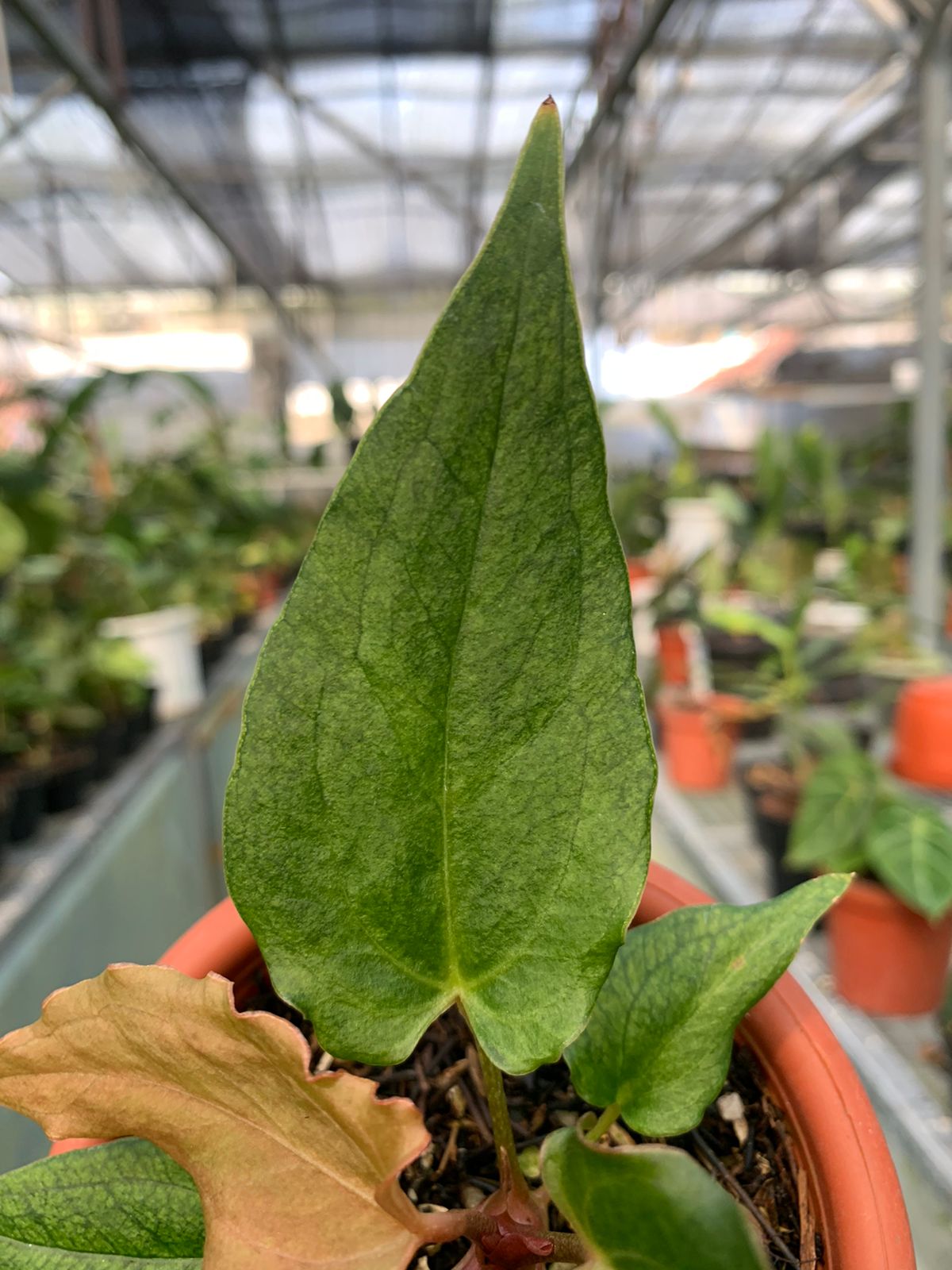 Anthurium Luxurian Indo x Papillilaminum