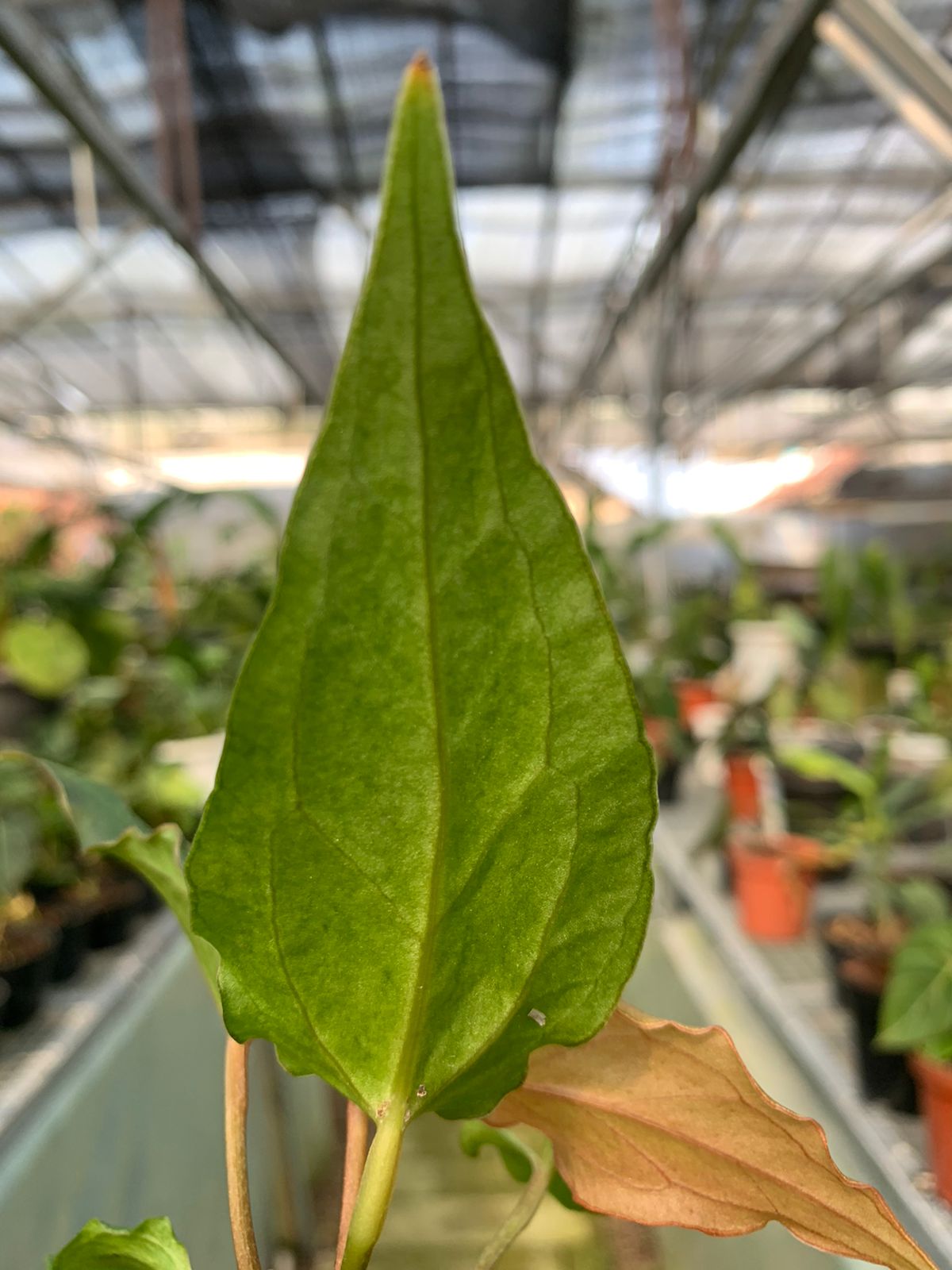 Anthurium Luxurian Indo x Papillilaminum