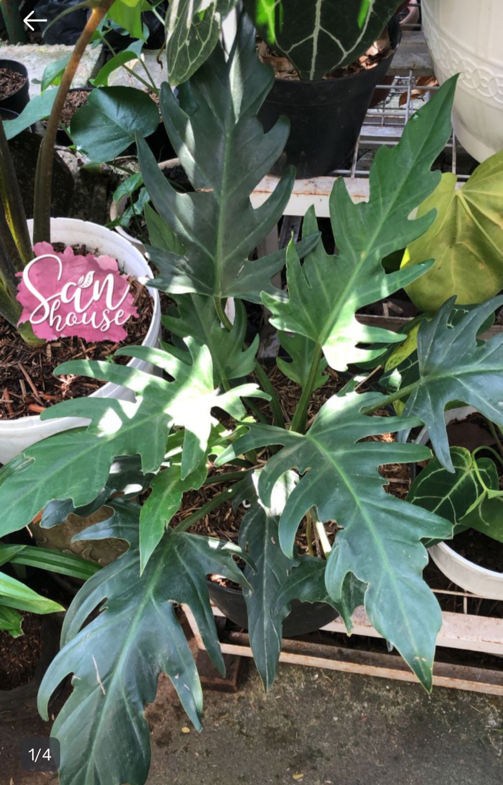 olympiad philodendron Philodendron Pinnatifidum