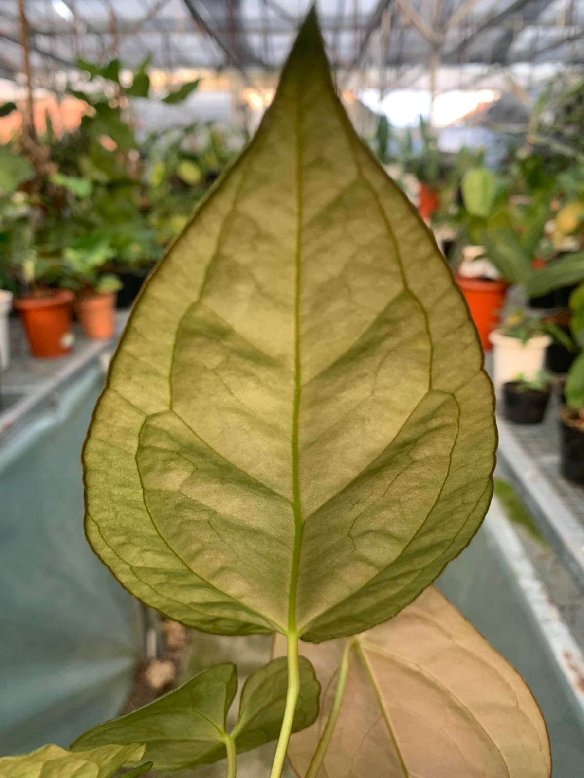 Anthurium Papilaminum x Villenaorum