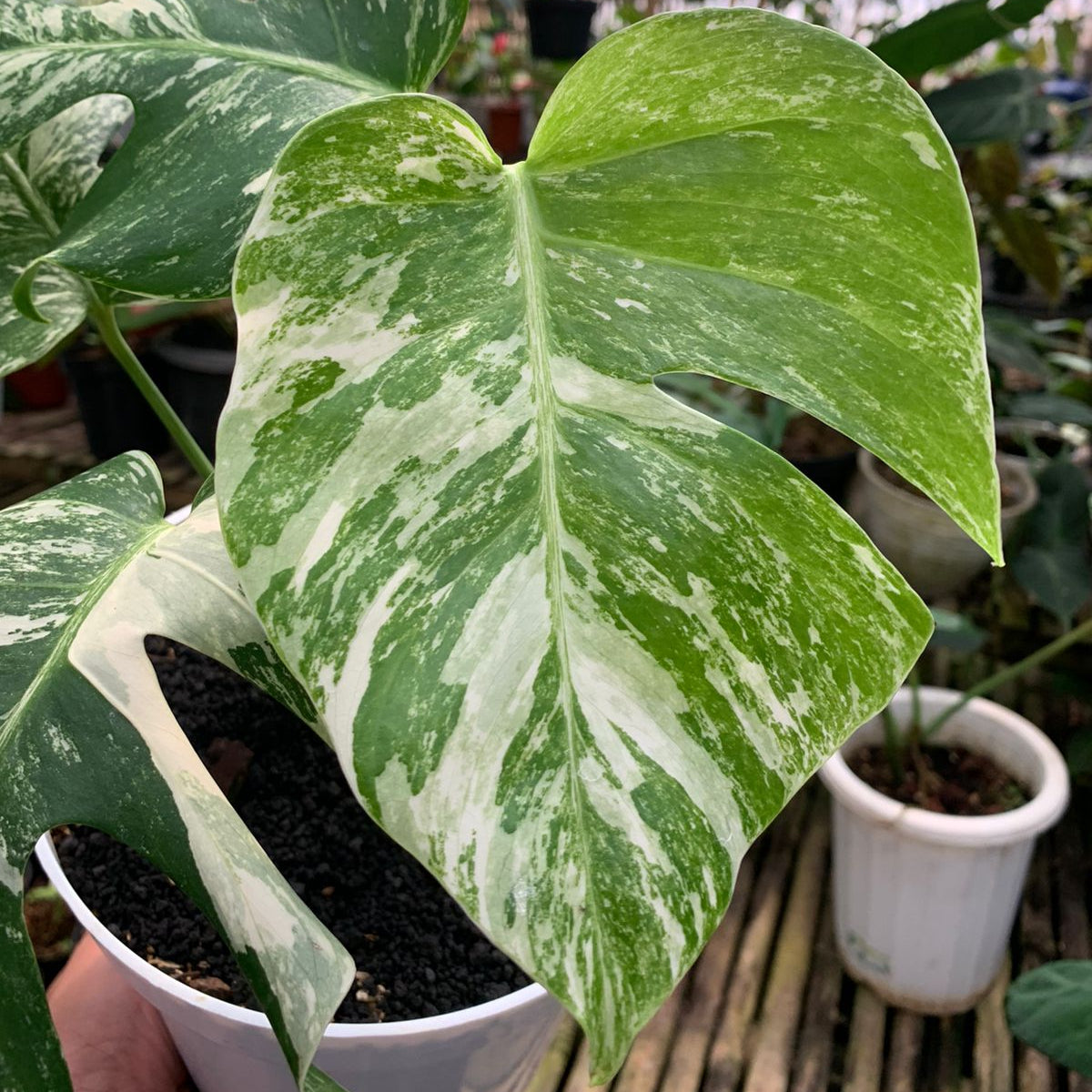 Monstera albo white tiger