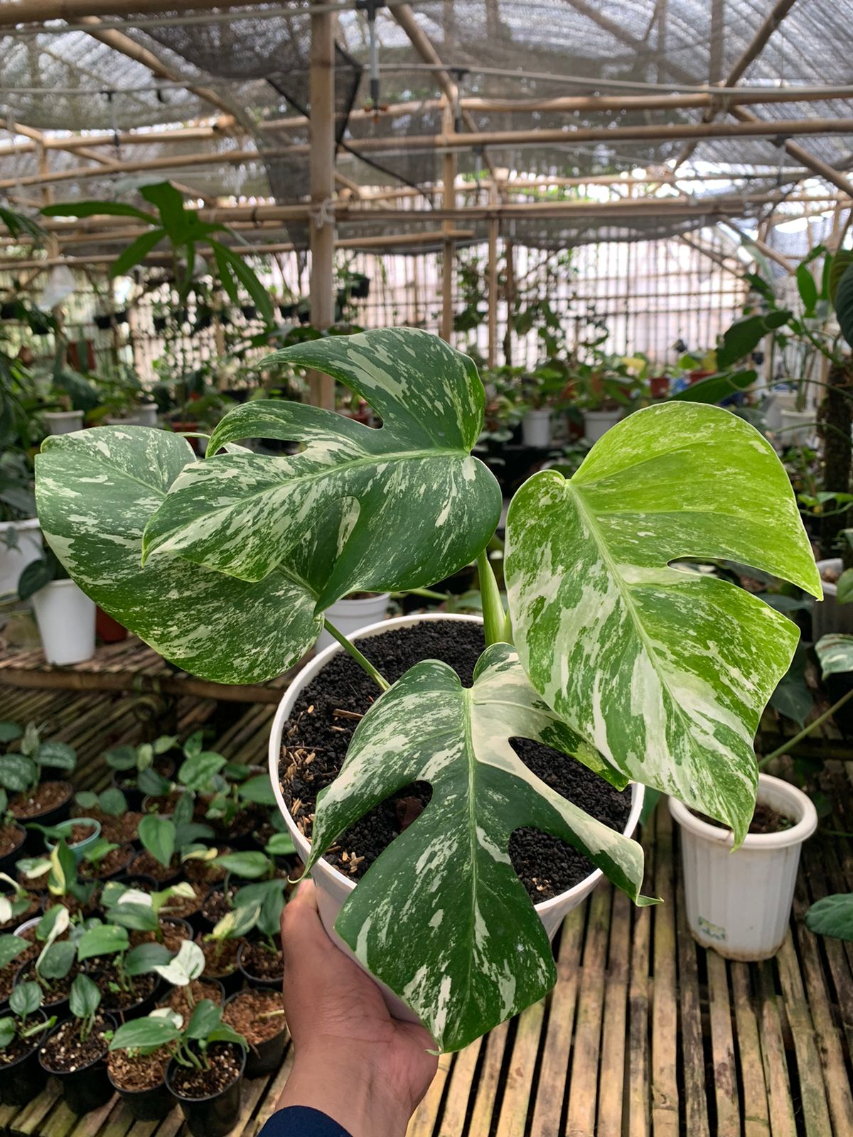 π Monstera albo white tiger (100% off)