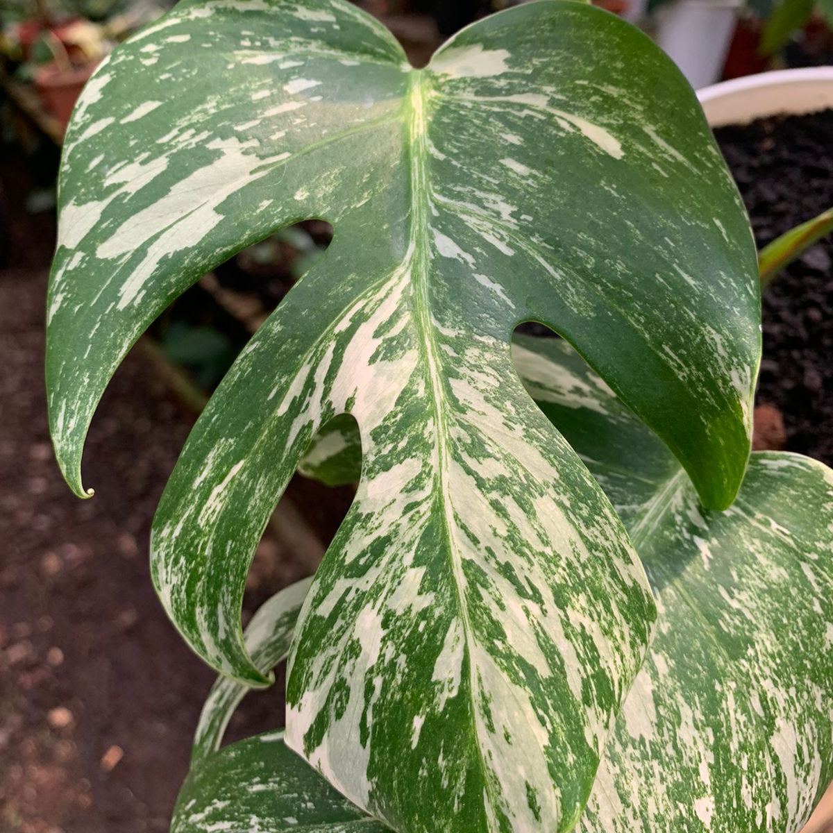 Monstera albo white tiger