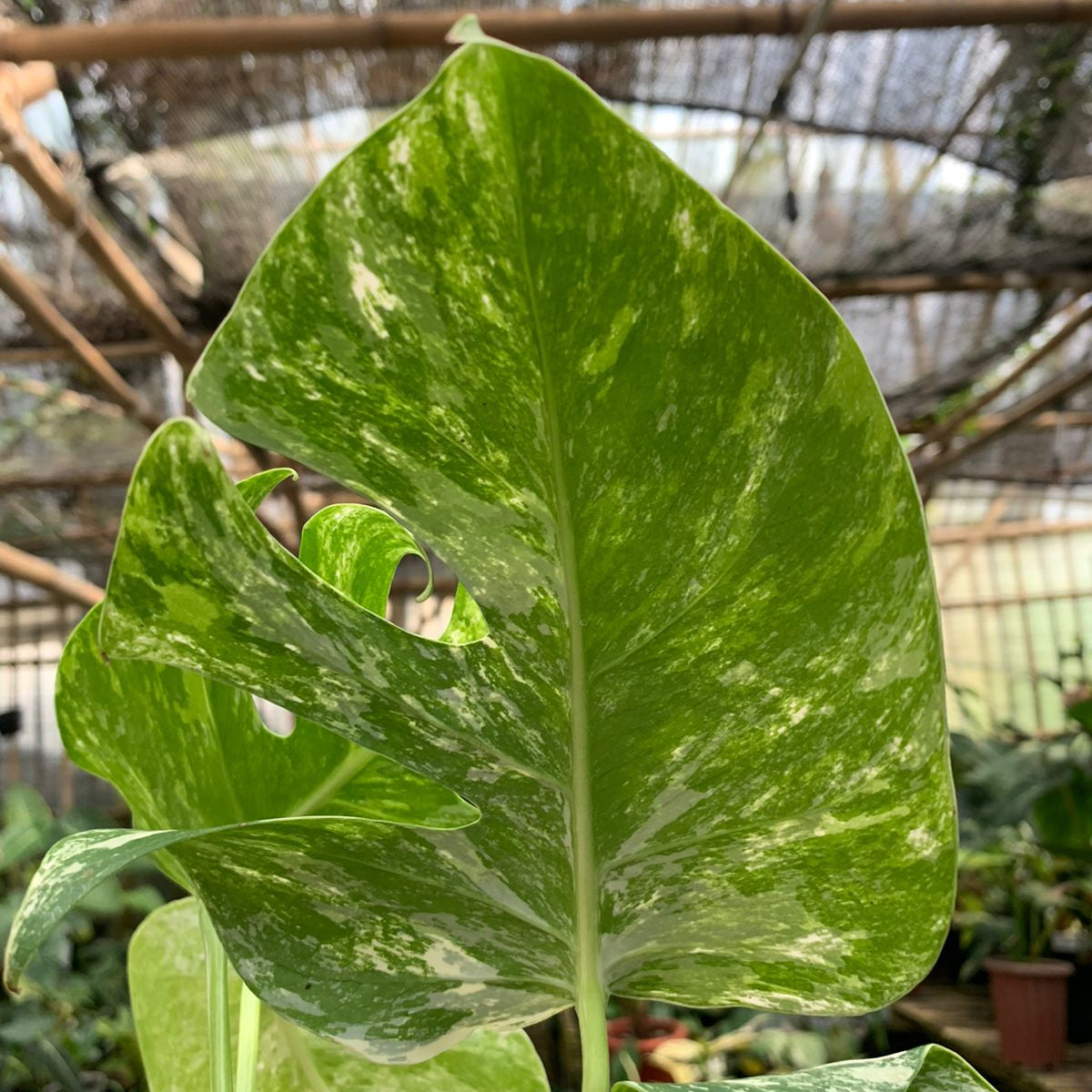 Monstera albo white tiger