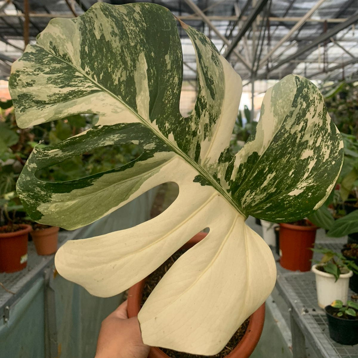 Monstera albo variegated 1 leaf (Fresh cutting)
