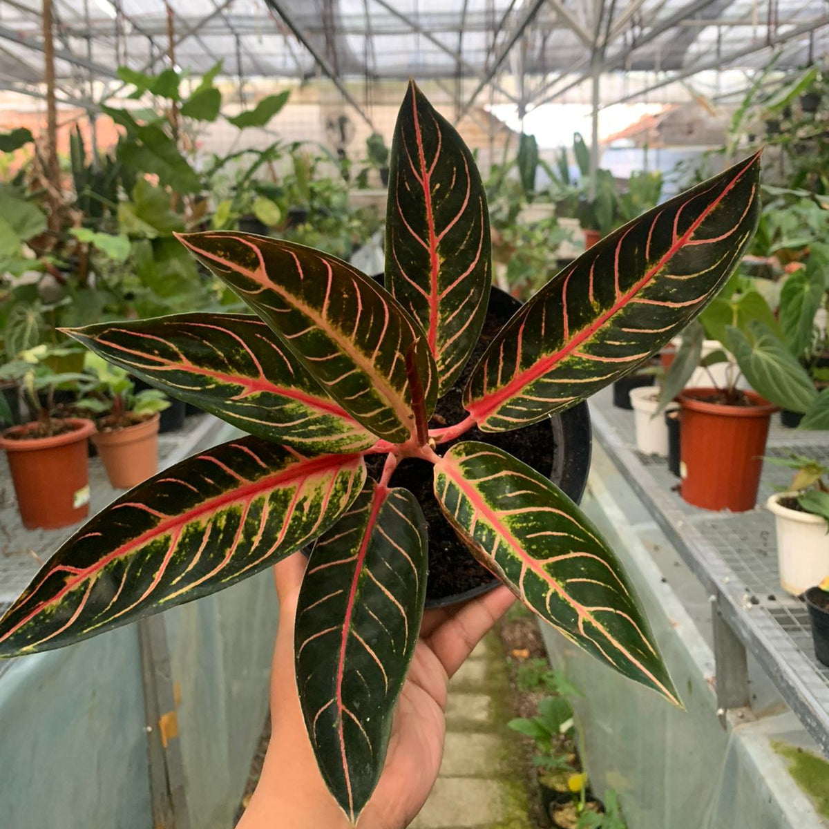 aglaonema brown leaves Aglaonema Redsum – Greenspaces.id