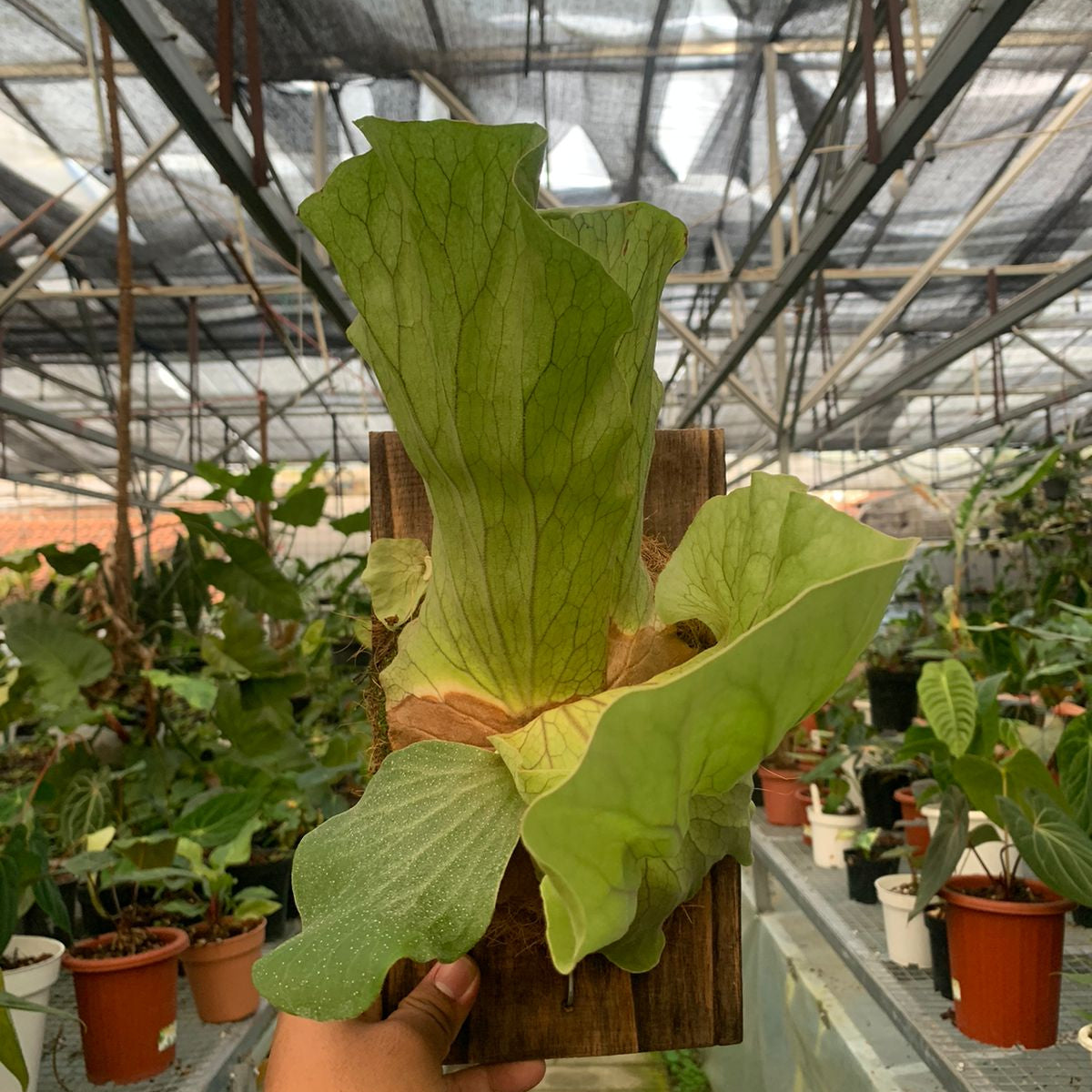 Wandae Platycerium