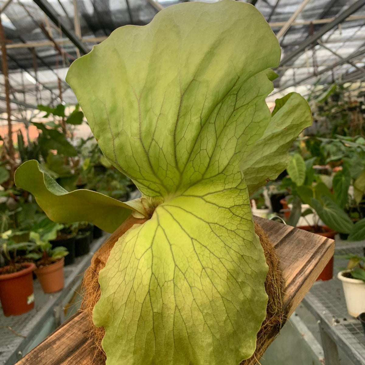 Wandae Platycerium